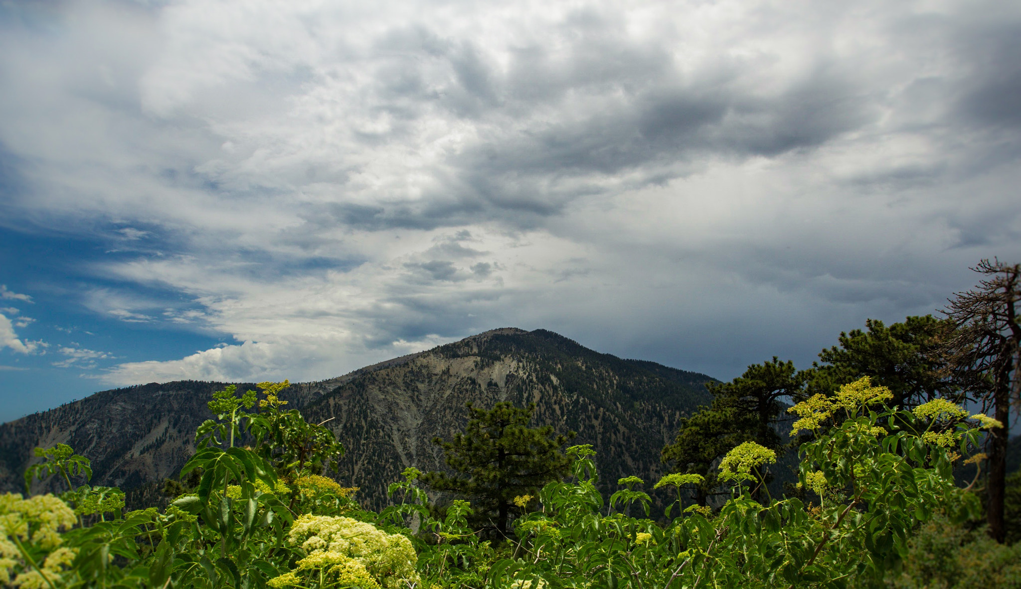 Sony DT 50mm F1.8 SAM sample photo. Throop peak view photography