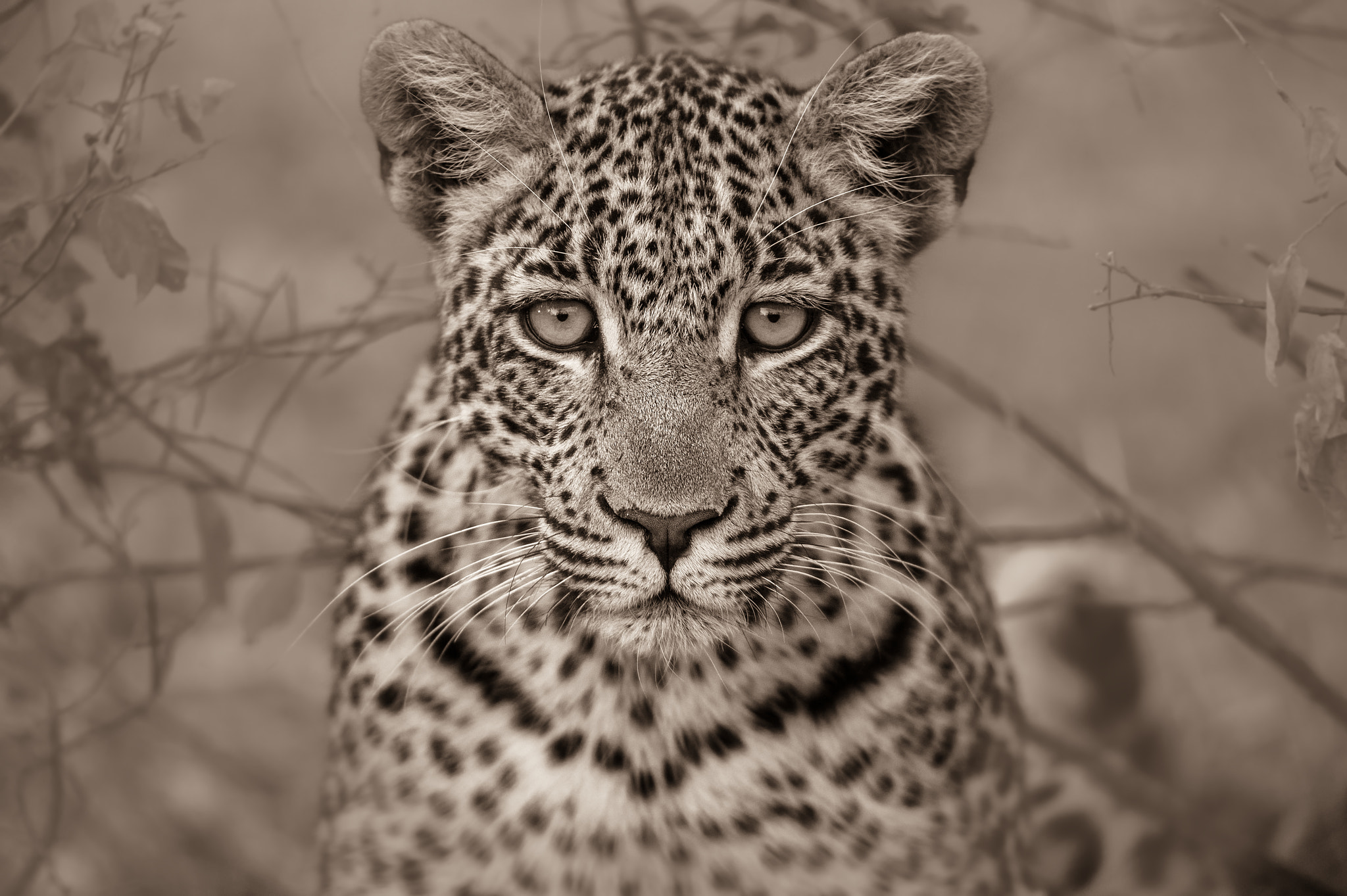 Sigma 150-600mm F5-6.3 DG OS HSM | S sample photo. Hypnotise photography
