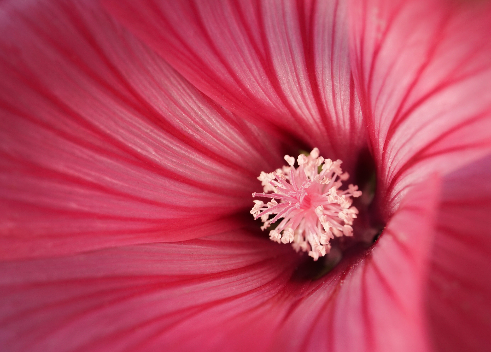 Sony a5100 + Sony FE 90mm F2.8 Macro G OSS sample photo. Pink ii photography