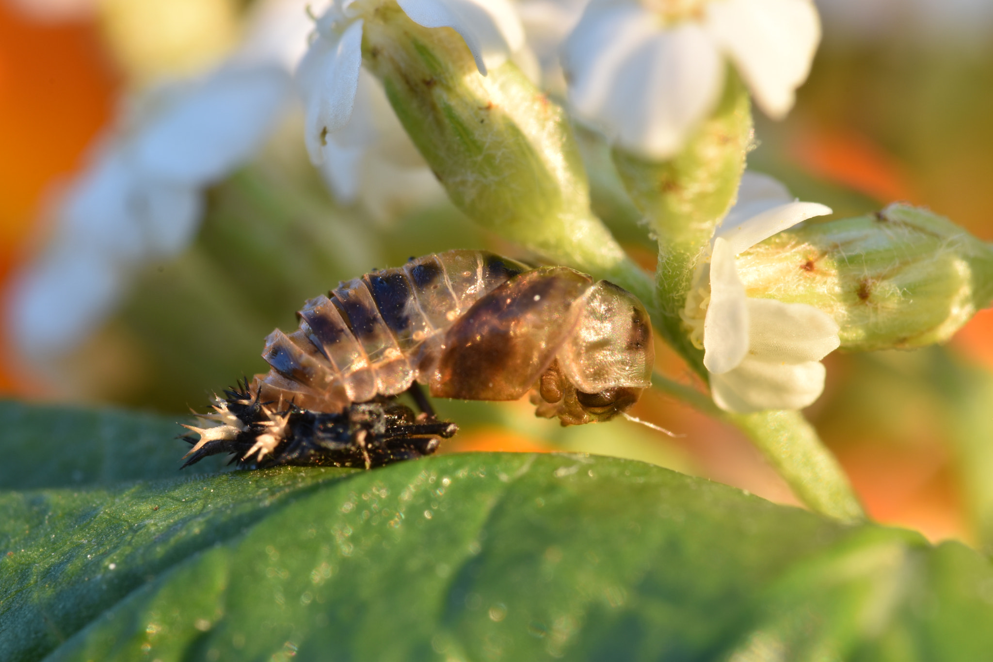 Sigma 105mm F2.8 EX DG OS HSM sample photo. Ladybugs pupa stage photography