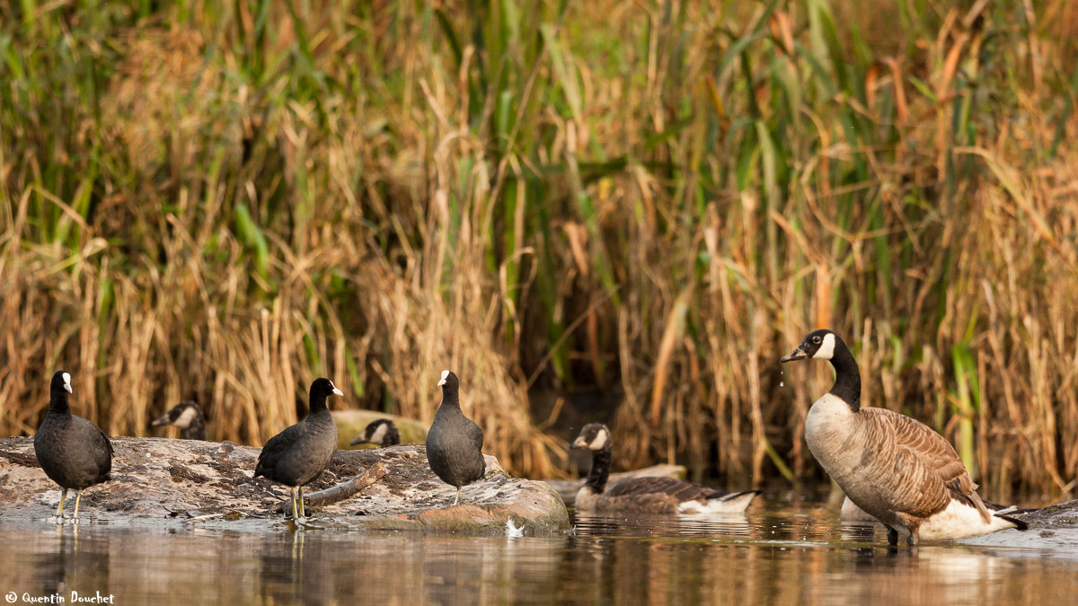 Canon EF 600mm F4L IS II USM sample photo. Foulques et bernaches photography