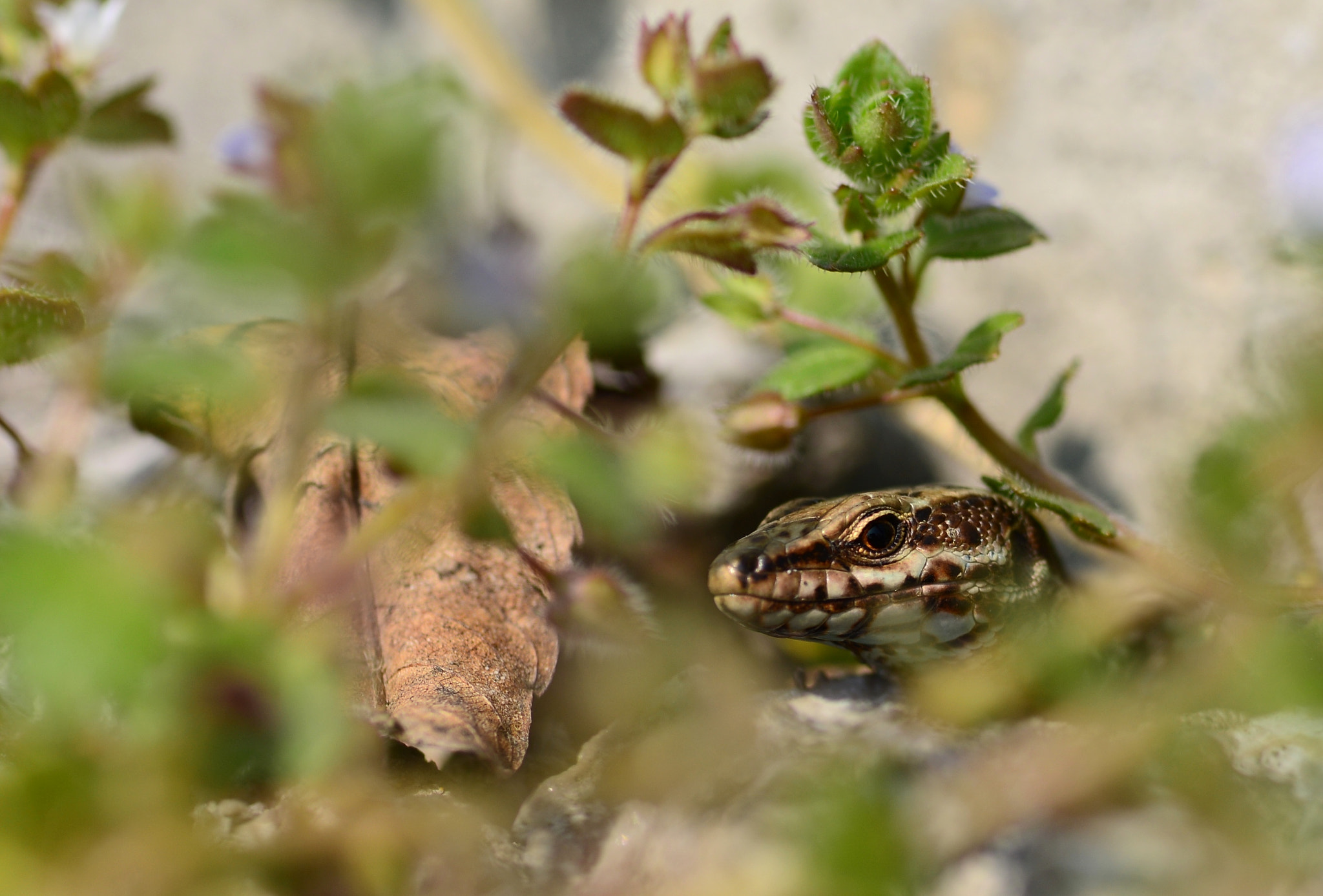 Nikon D600 + AF Micro-Nikkor 105mm f/2.8 sample photo. Lizard photography