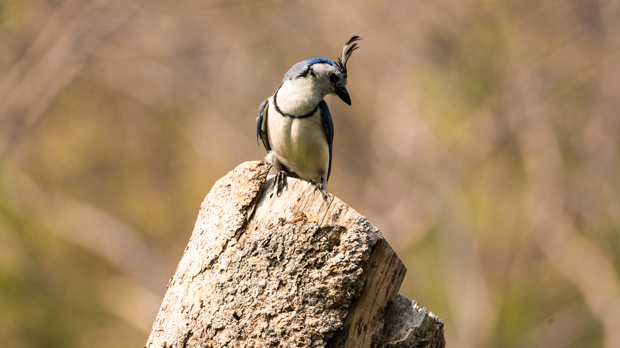 150-600mm F5-6.3 DG OS HSM | Contemporary 015 sample photo. White throated magpie jay photography