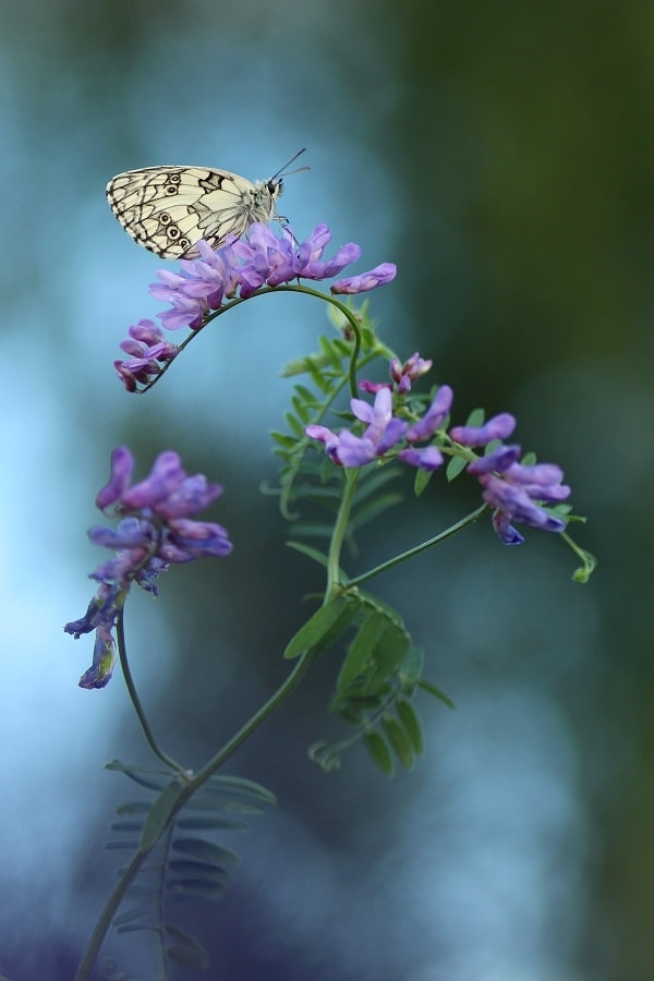 Canon EF 70-200mm F2.8L IS USM sample photo. Schachbrettfalter am abend photography