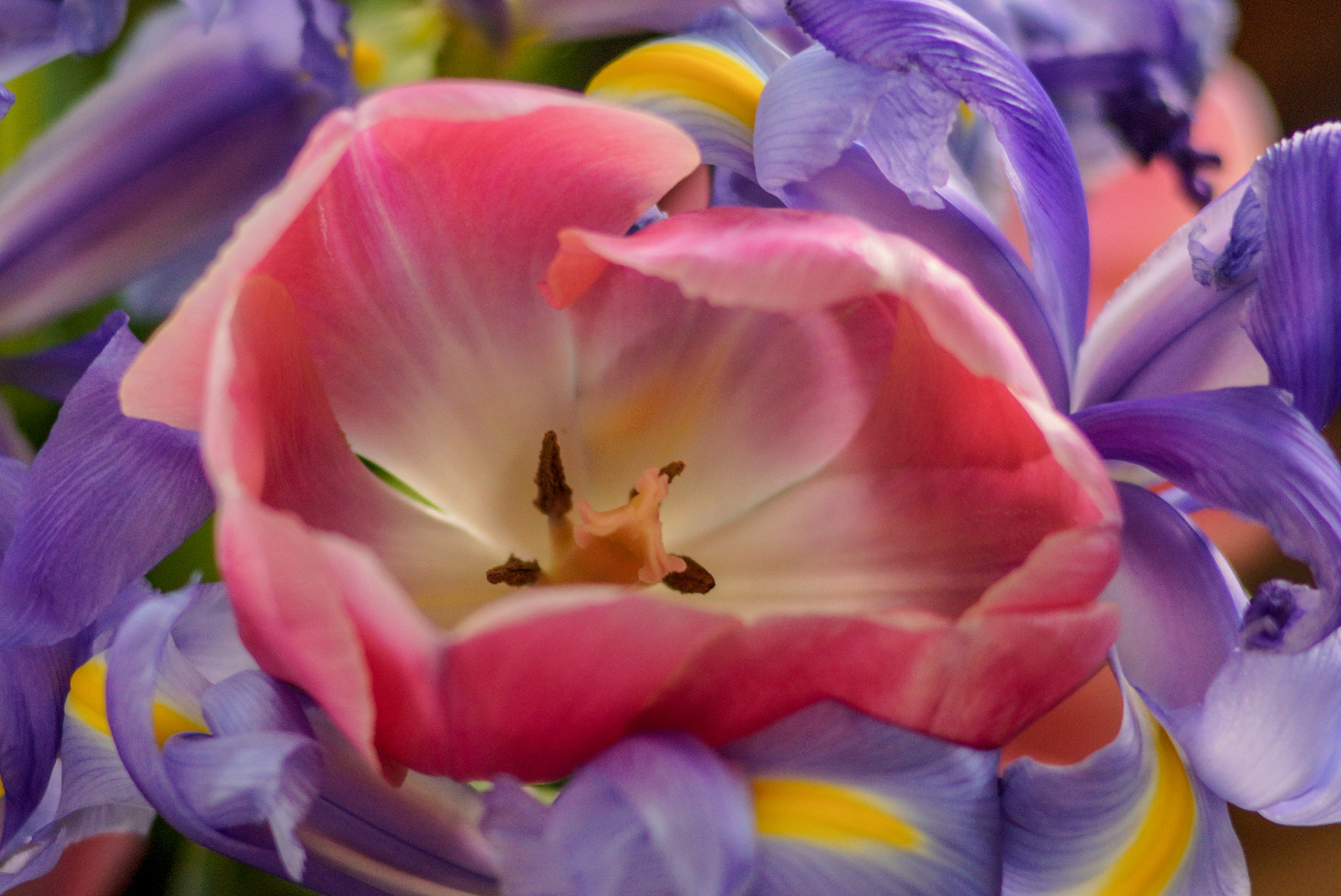 Sony SLT-A77 + Sony 85mm F2.8 SAM sample photo. Flower photography