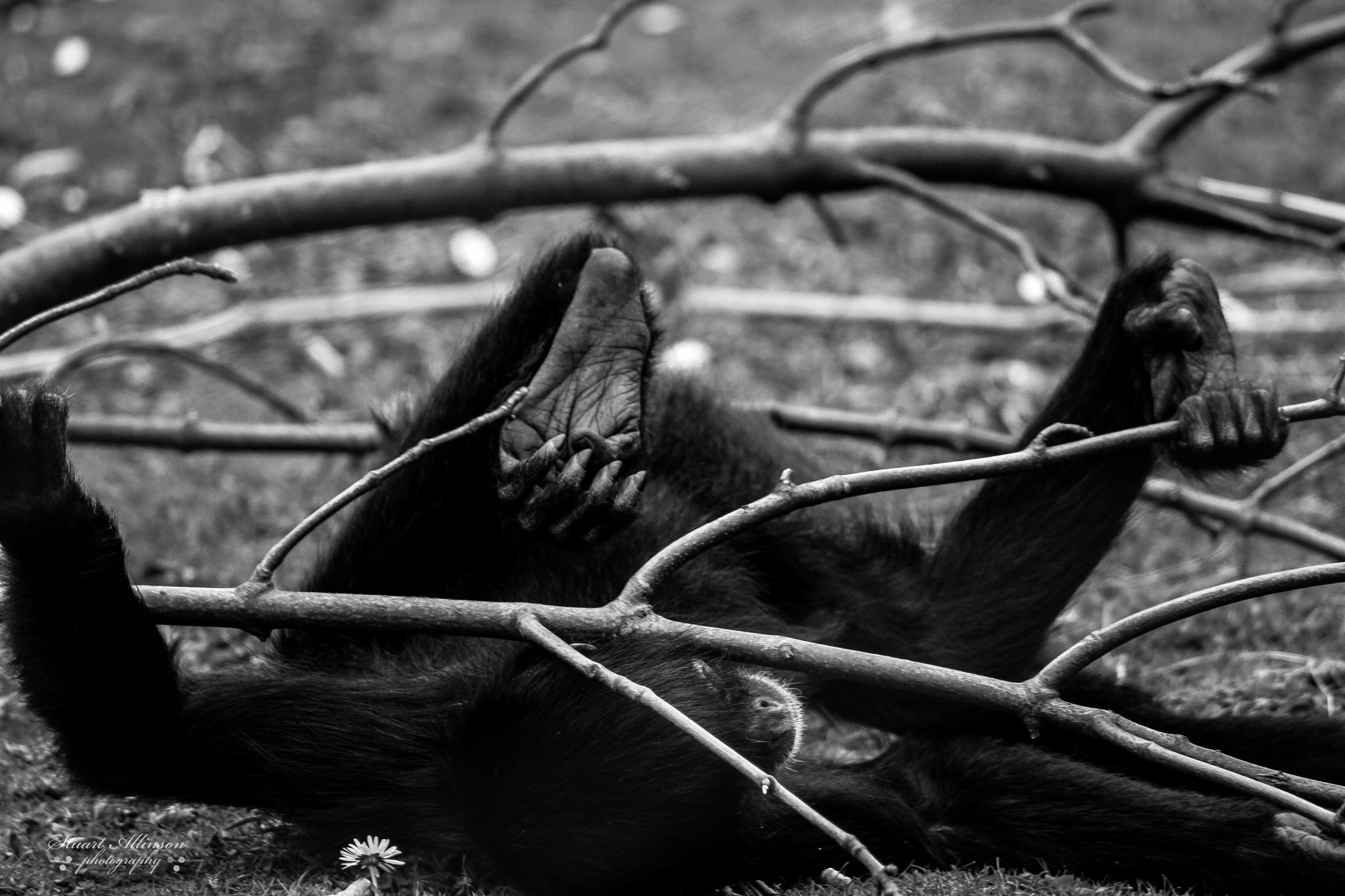 Sigma 70-300mm F4-5.6 APO DG Macro sample photo. Blackpool zoo photography
