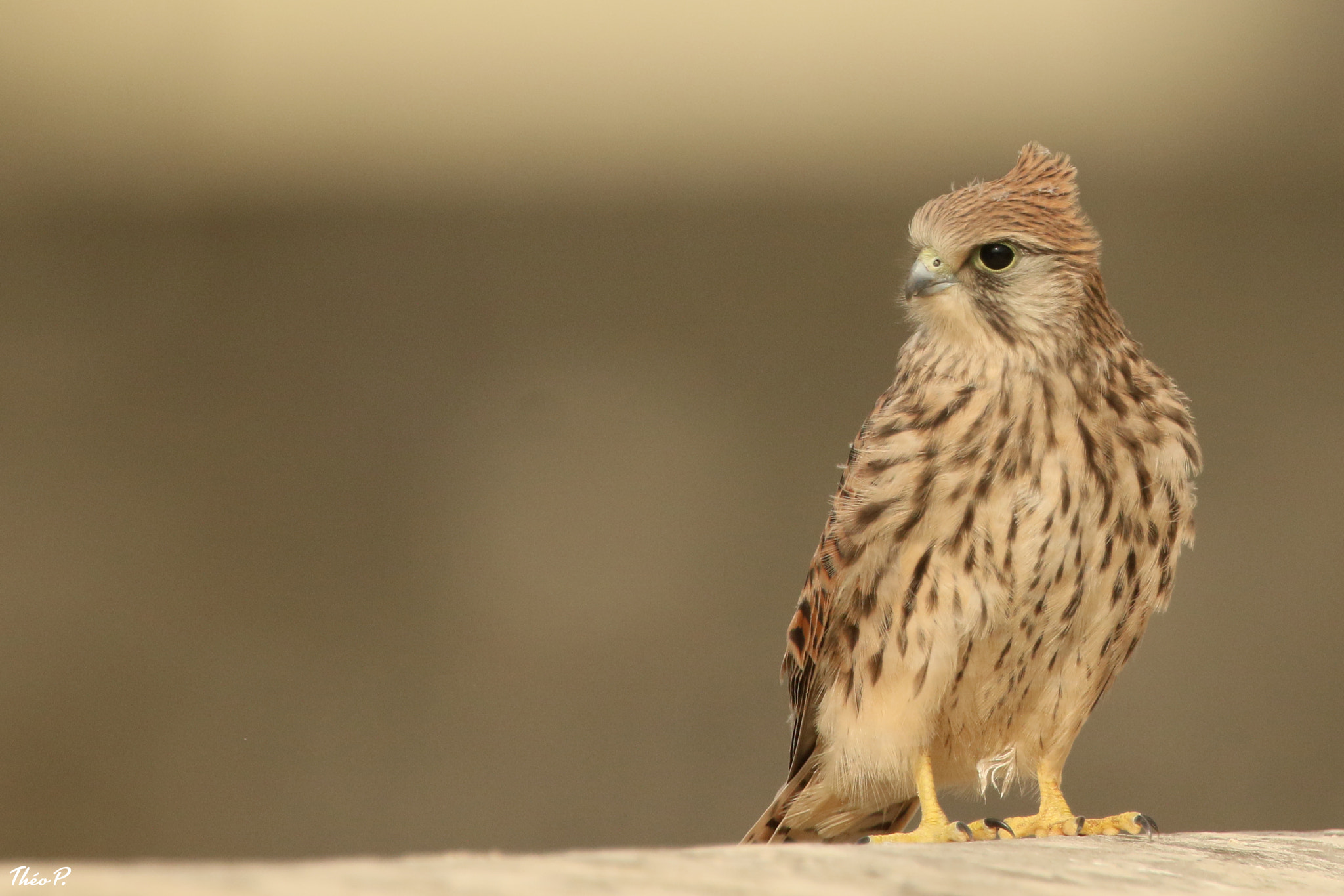 Canon EF 300mm F2.8L IS USM sample photo. Kestrel / faucon crécerelle photography