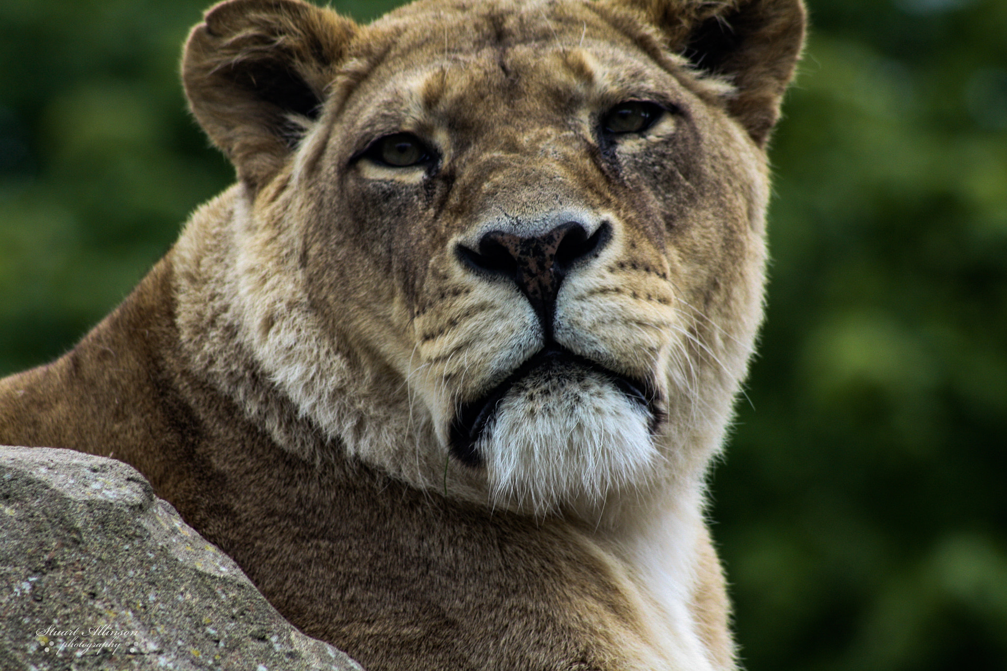 Sigma 70-300mm F4-5.6 APO DG Macro sample photo. Blackpool zoo photography