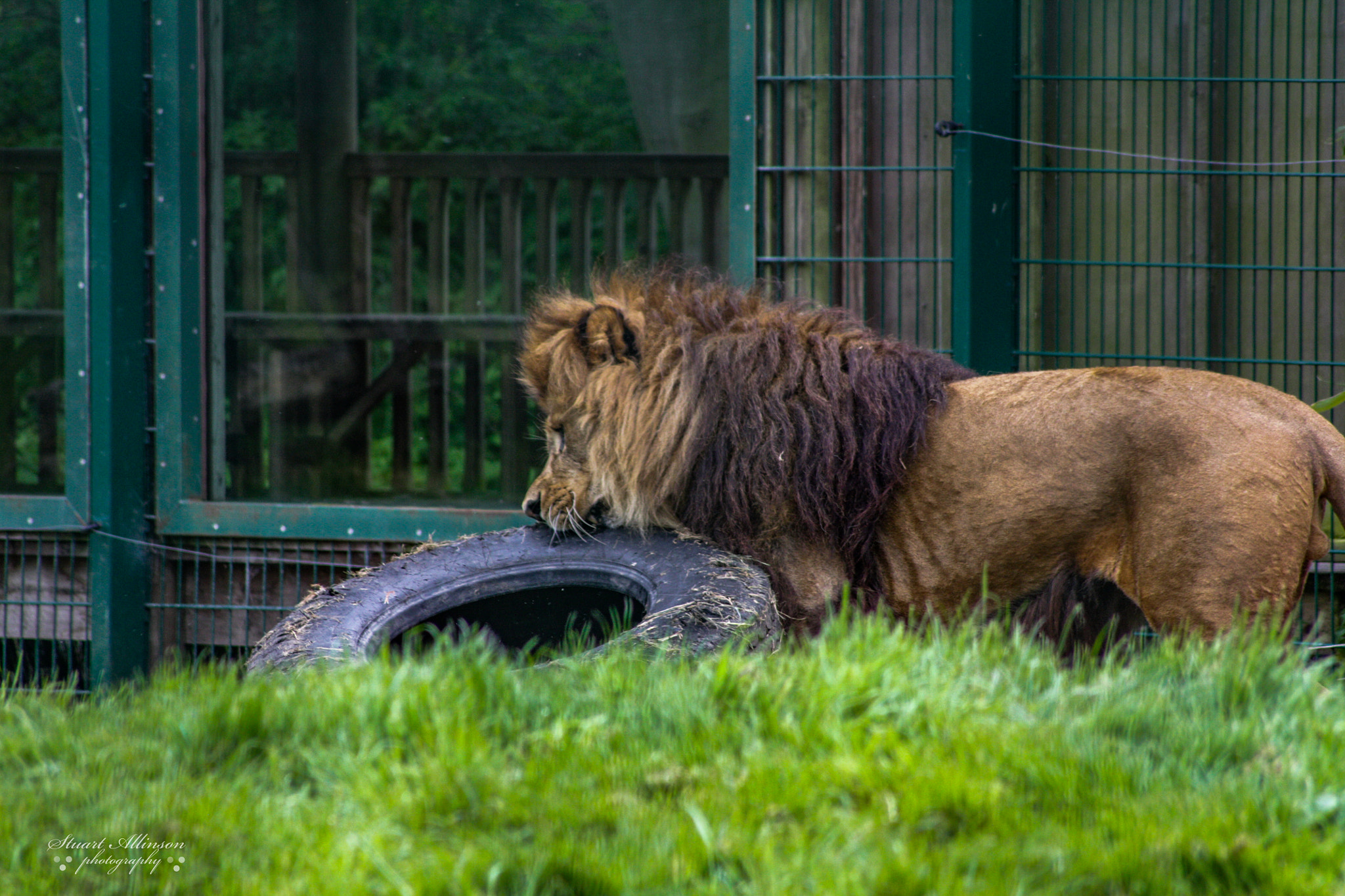 Sigma 70-300mm F4-5.6 APO DG Macro sample photo. Blackpool zoo photography