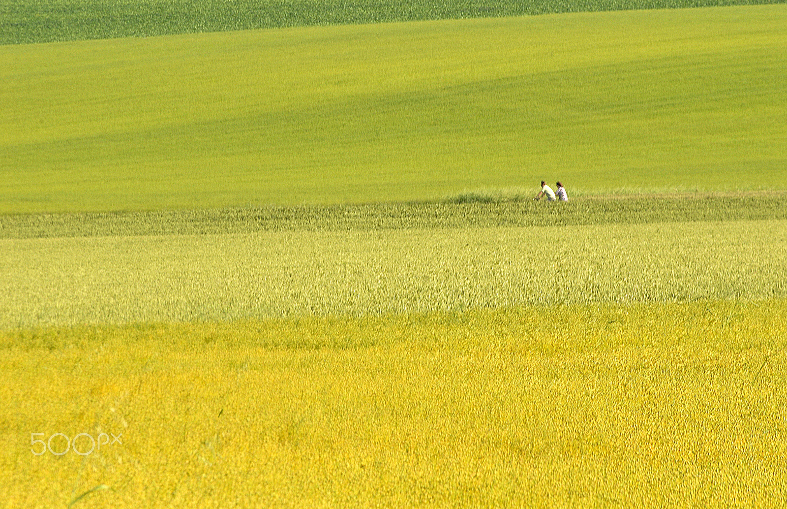 AF Zoom-Nikkor 80-200mm f/2.8 ED sample photo. Grass photography