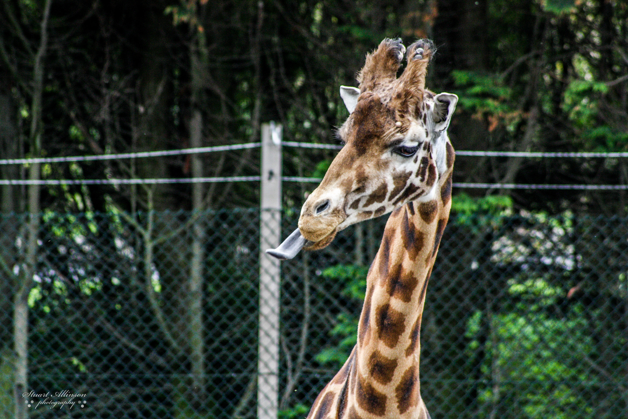 Sigma 70-300mm F4-5.6 APO DG Macro sample photo. Blackpool zoo photography