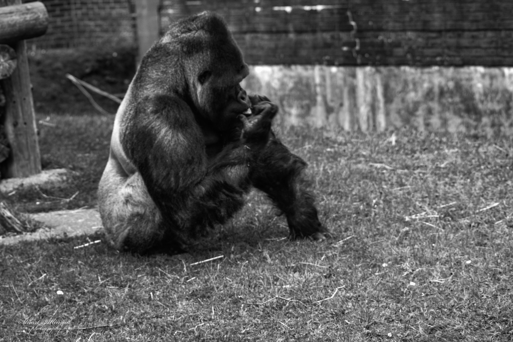 Sigma 70-300mm F4-5.6 APO DG Macro sample photo. Blackpool zoo photography
