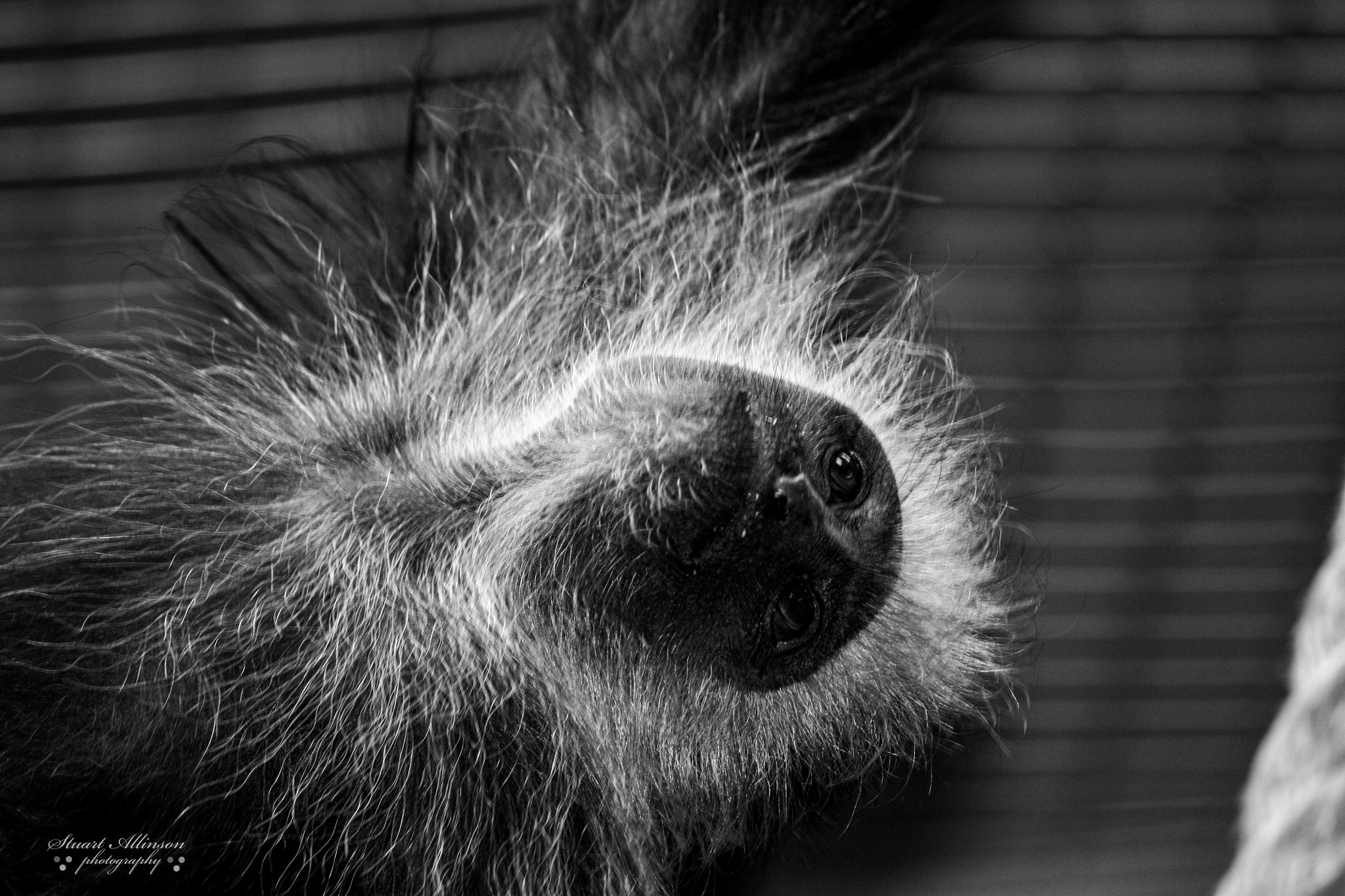Sigma 70-300mm F4-5.6 APO DG Macro sample photo. Blackpool zoo photography