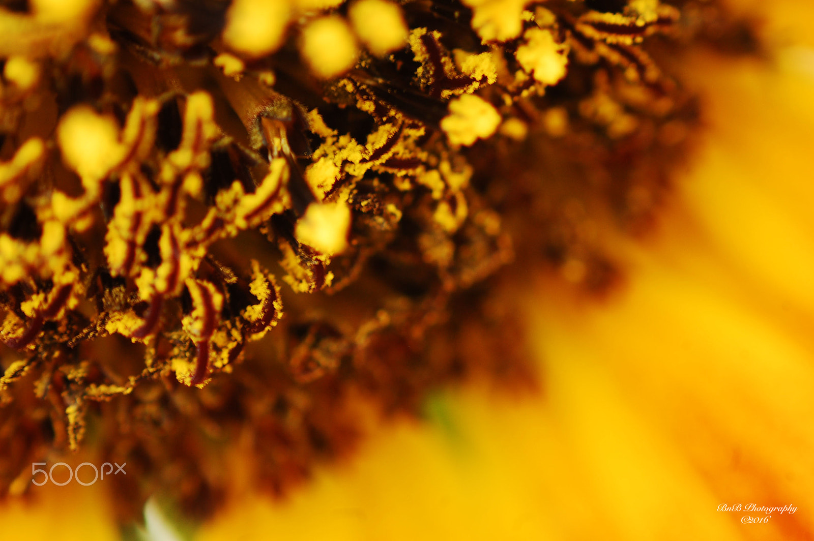 Nikon AF-S DX Micro Nikkor 40mm F2.8 sample photo. Sunnyside photography