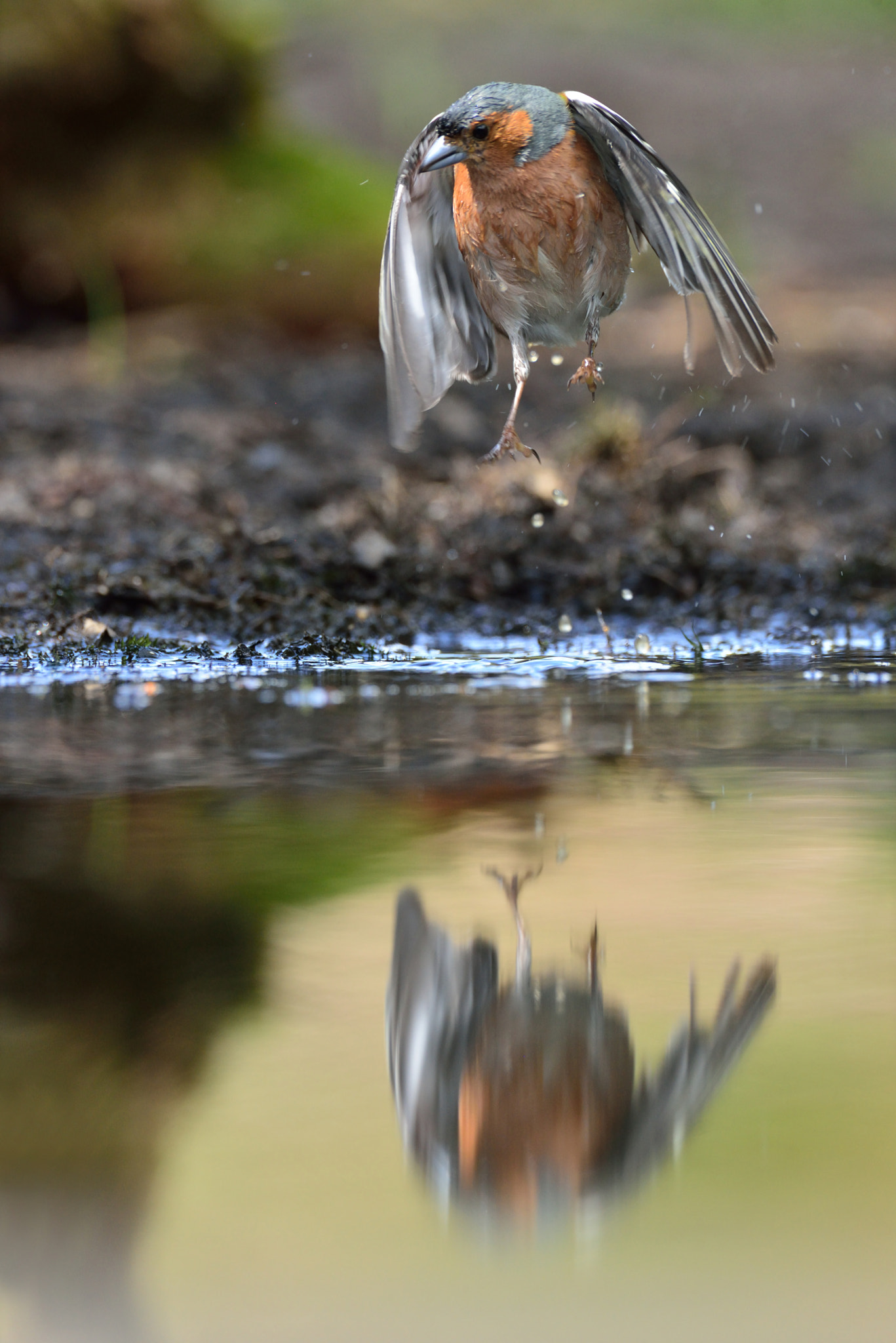 Nikon D600 + Nikon AF-S Nikkor 600mm F4G ED VR sample photo. Jump! photography