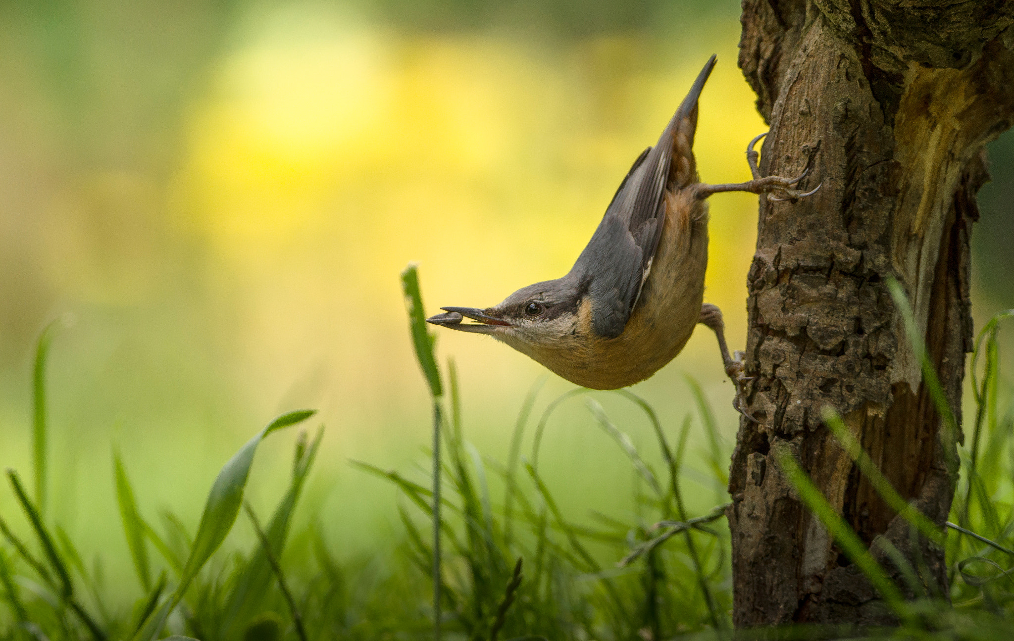 Sigma 150-600mm F5-6.3 DG OS HSM | C sample photo. Nuthatch photography
