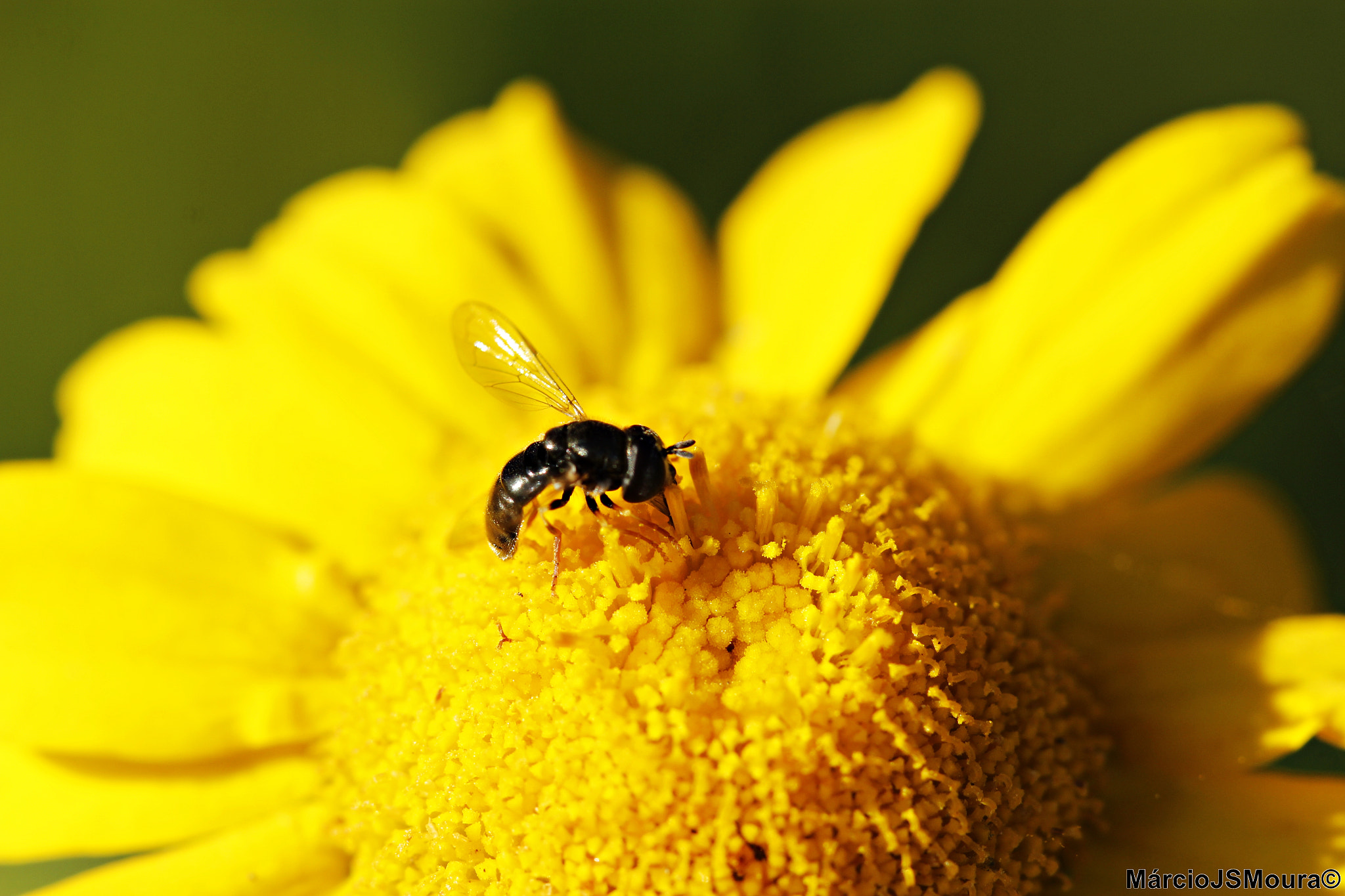 Sigma 24-105mm f/4 DG OS HSM | A sample photo. Malmequer ( marigold) photography
