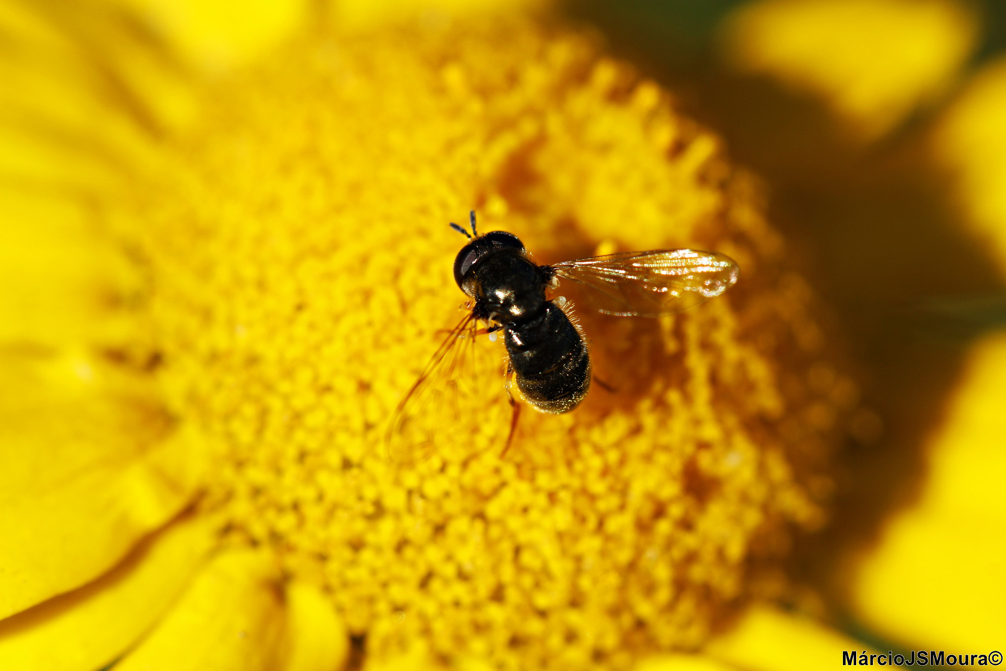 Sigma 24-105mm f/4 DG OS HSM | A sample photo. Negrinha photography