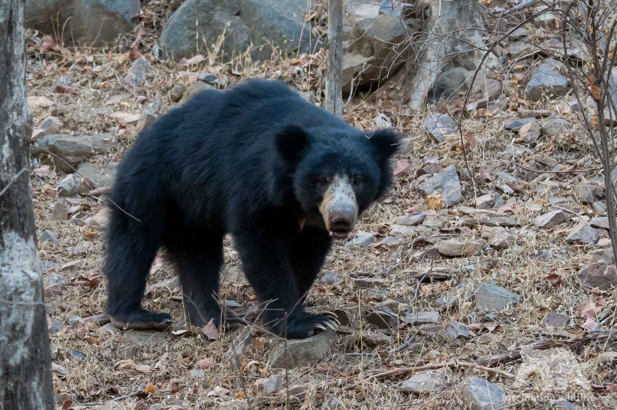 Nikon D4S sample photo. Sloth bear photography
