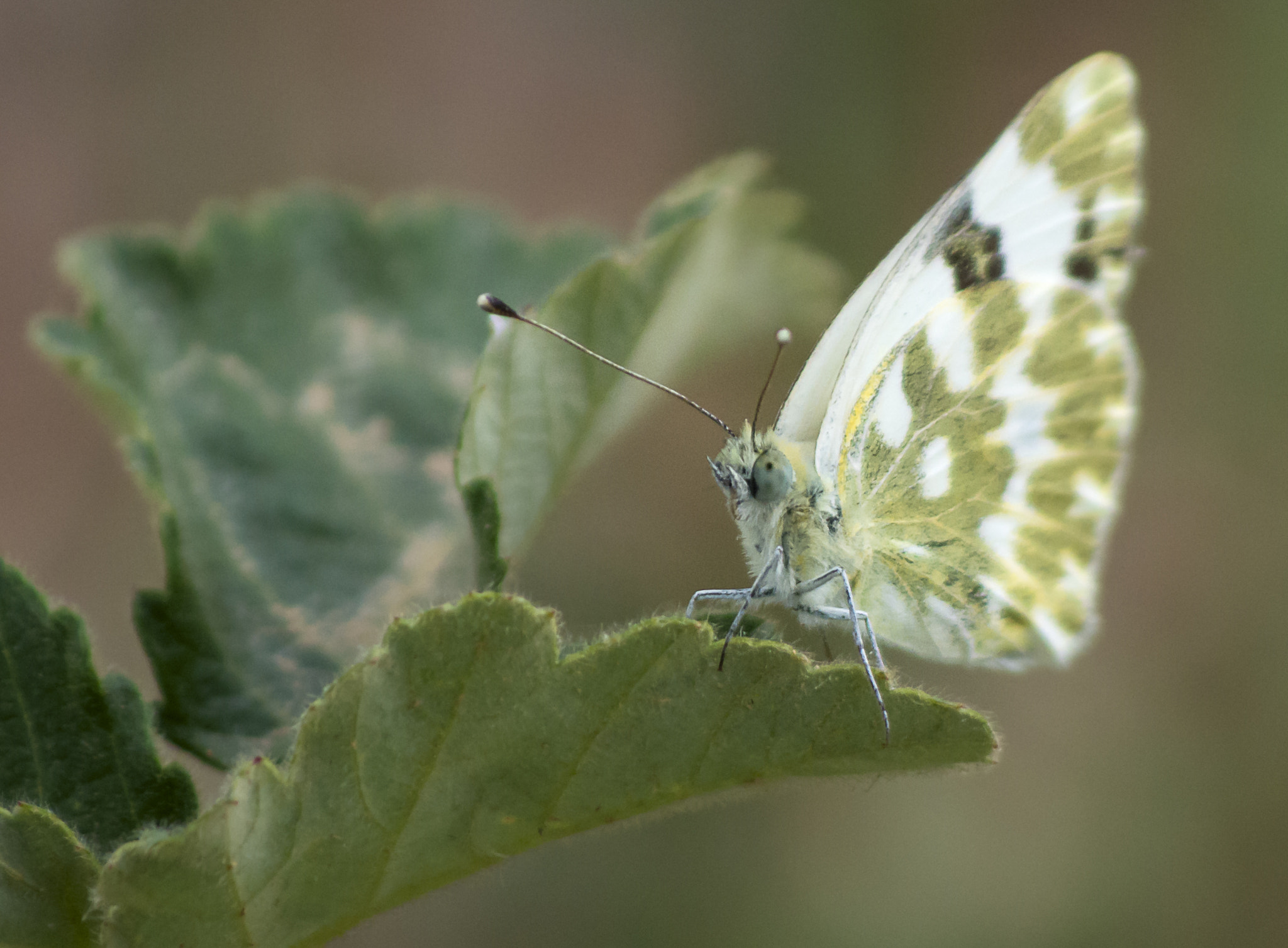 Pentax smc DA 55-300mm F4.0-5.8 ED sample photo. Papillon du soir photography