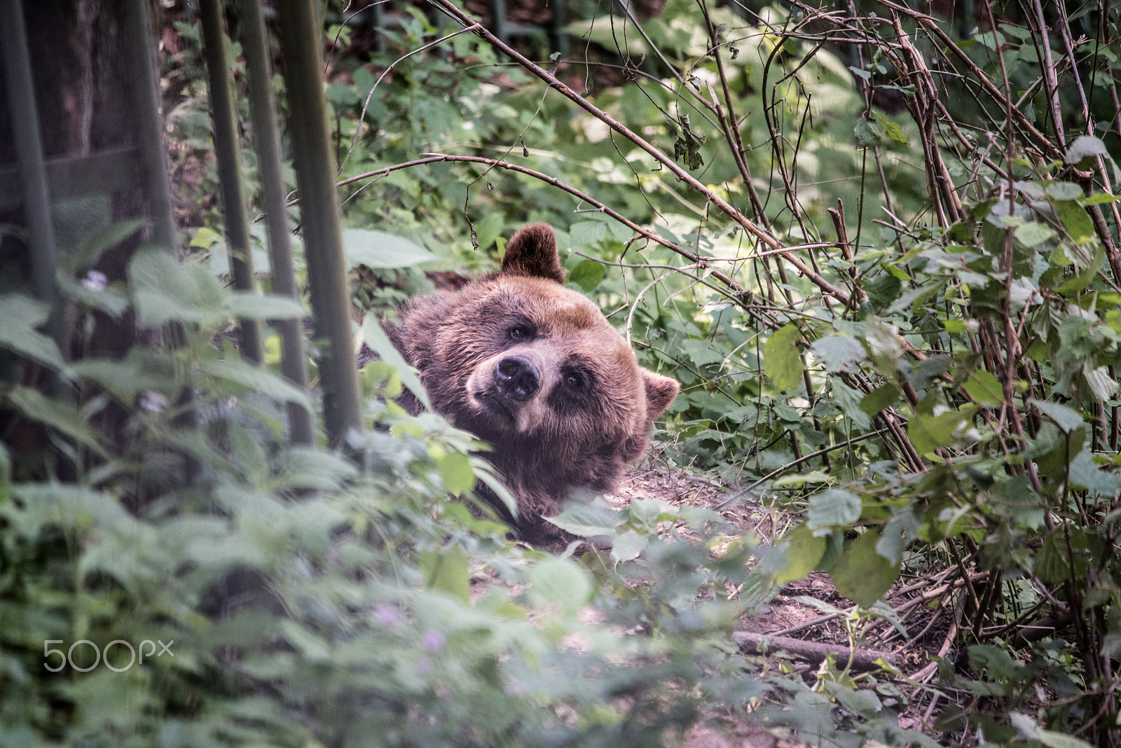 Sigma 120-400mm F4.5-5.6 DG OS HSM sample photo. Bear photography