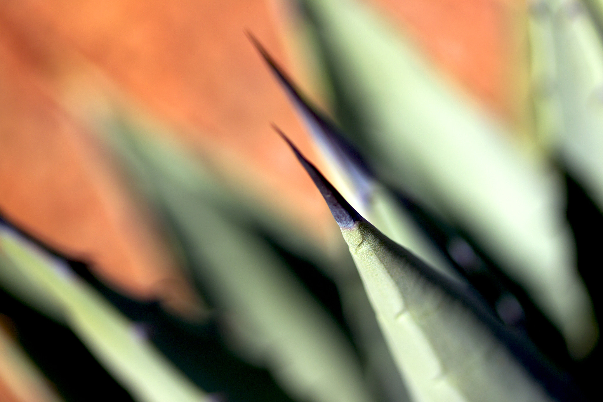 Canon EOS-1D Mark IV sample photo. Arizona colors photography