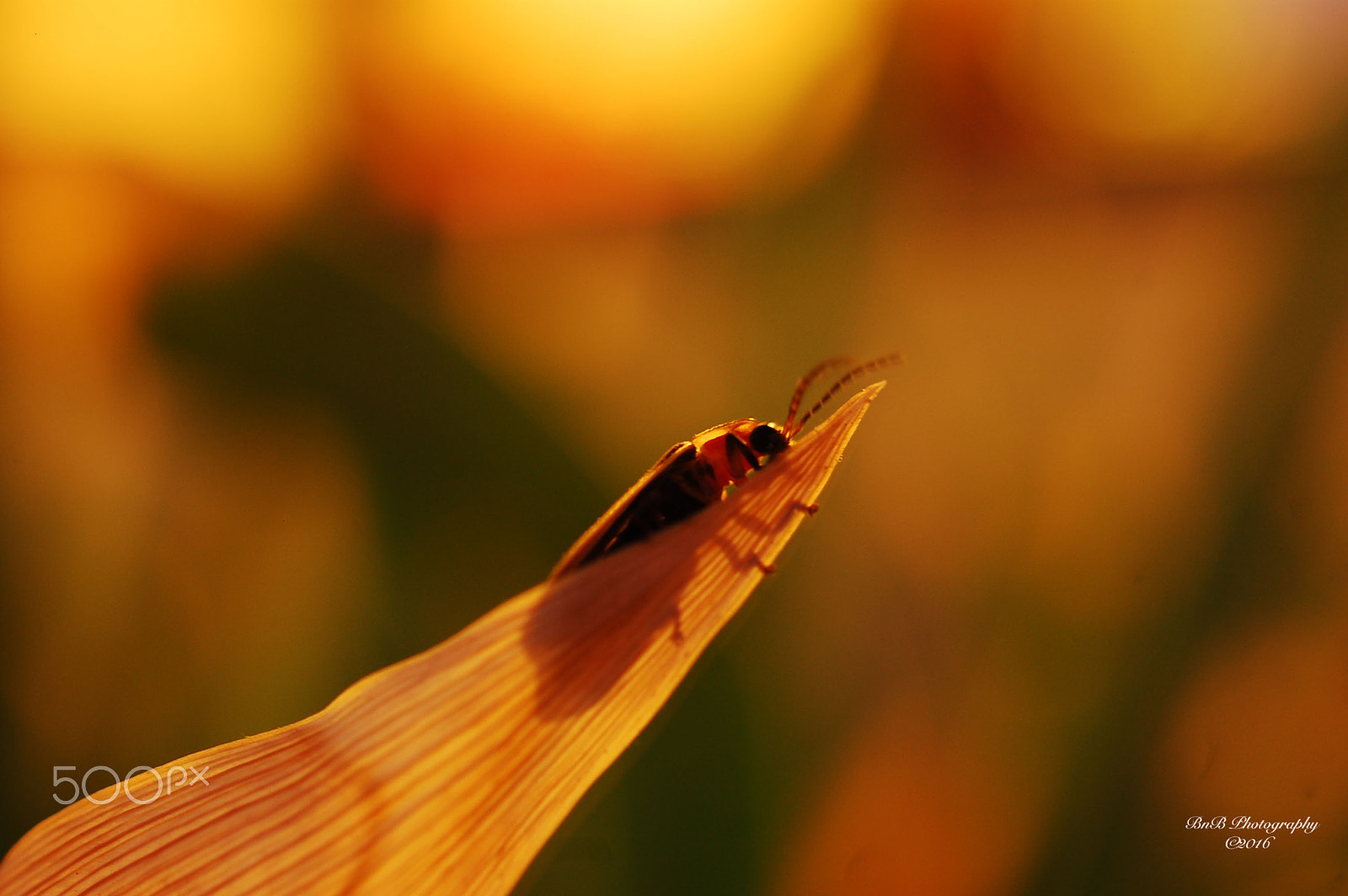 Nikon AF-S DX Micro Nikkor 40mm F2.8 sample photo. Lightandshadowsandwings photography