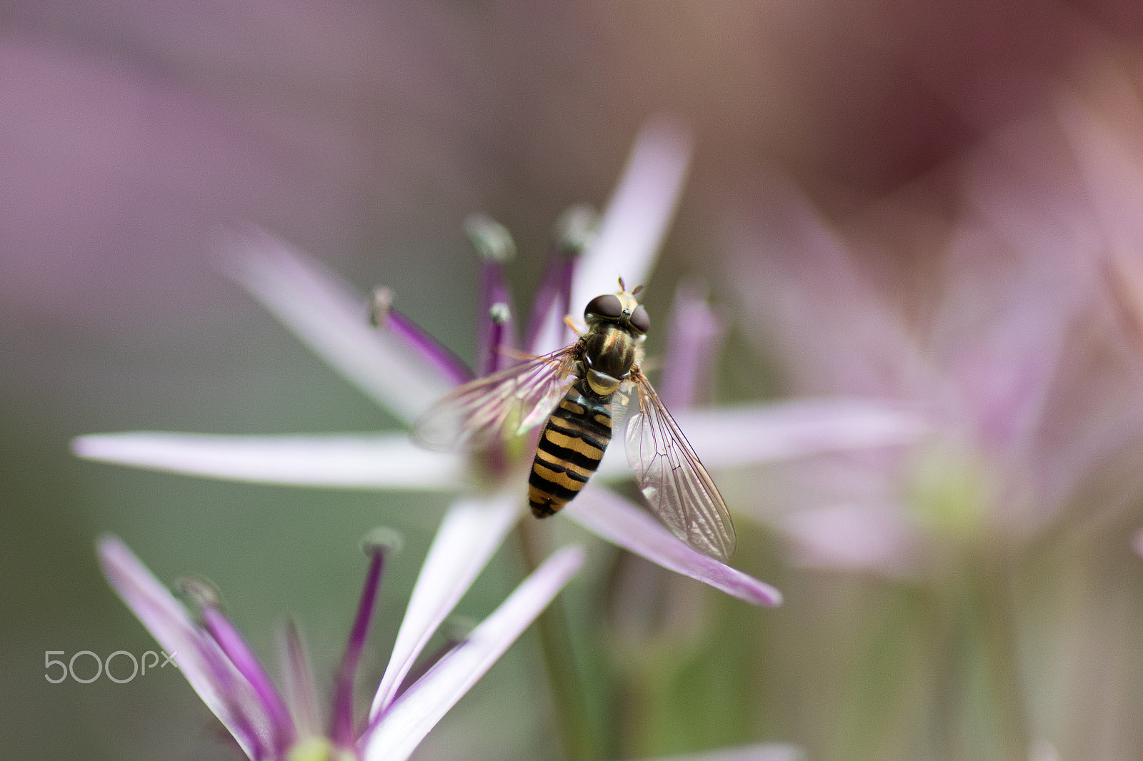 Canon EOS 7D Mark II + Tamron SP AF 90mm F2.8 Di Macro sample photo. Hover fly on allium photography