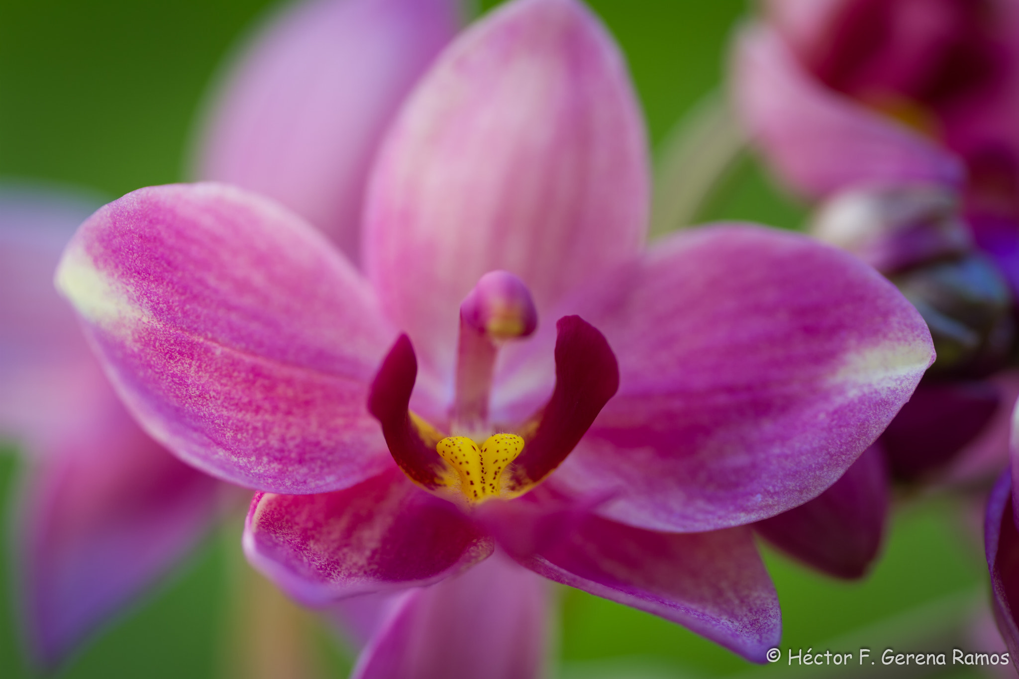 Sigma APO Macro 180mm F2.8 EX DG OS HSM sample photo. Open photography
