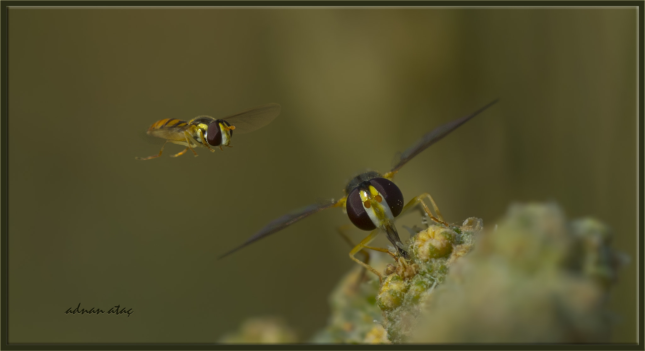 AF Zoom-Micro Nikkor 70-180mm f/4.5-5.6D ED sample photo. Süslü sinek - episyrphus balteatus - marmalade hoverfly photography