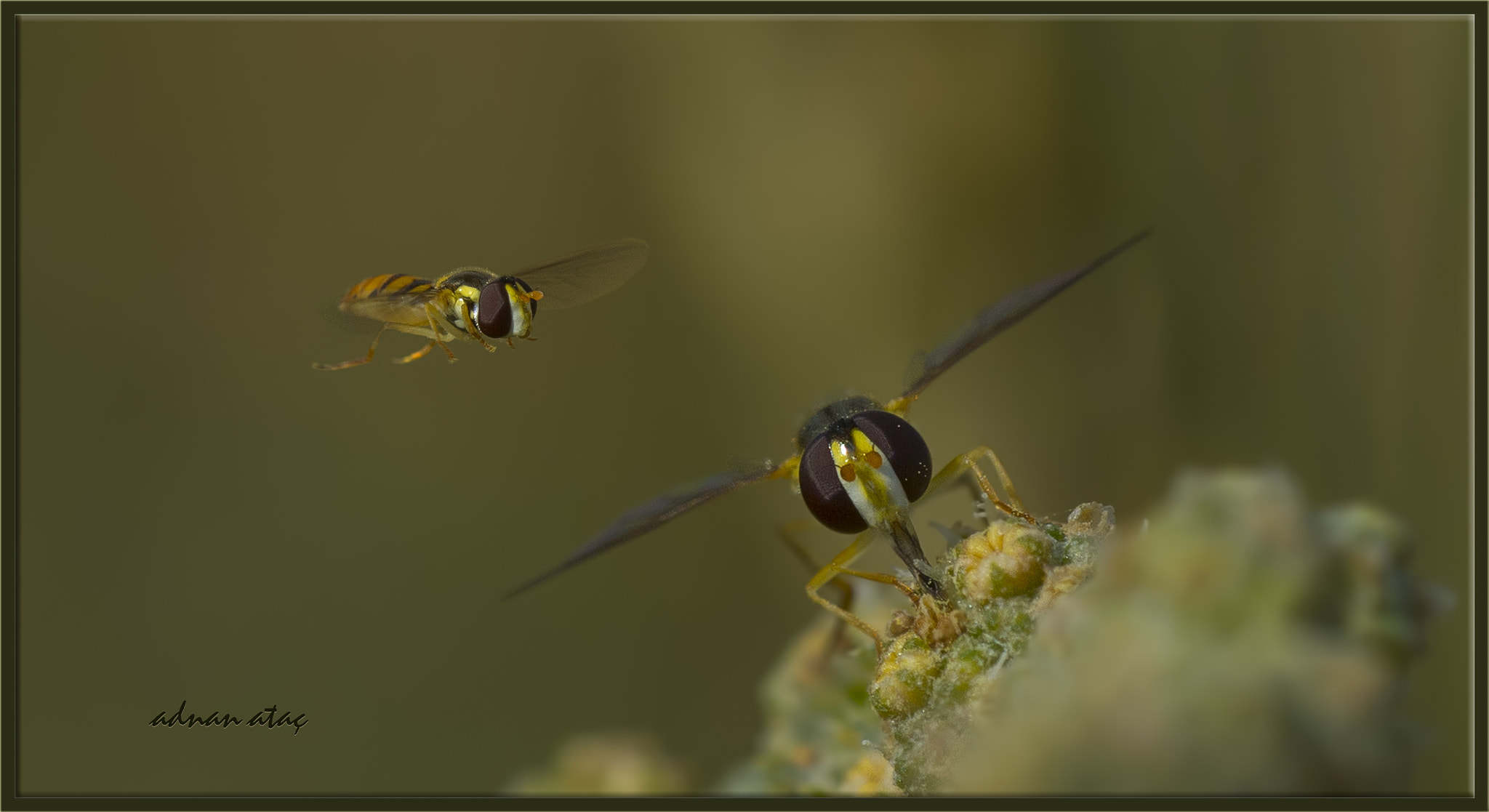 Nikon D4 sample photo. Süslü sinek - episyrphus balteatus - marmalade hoverfly photography