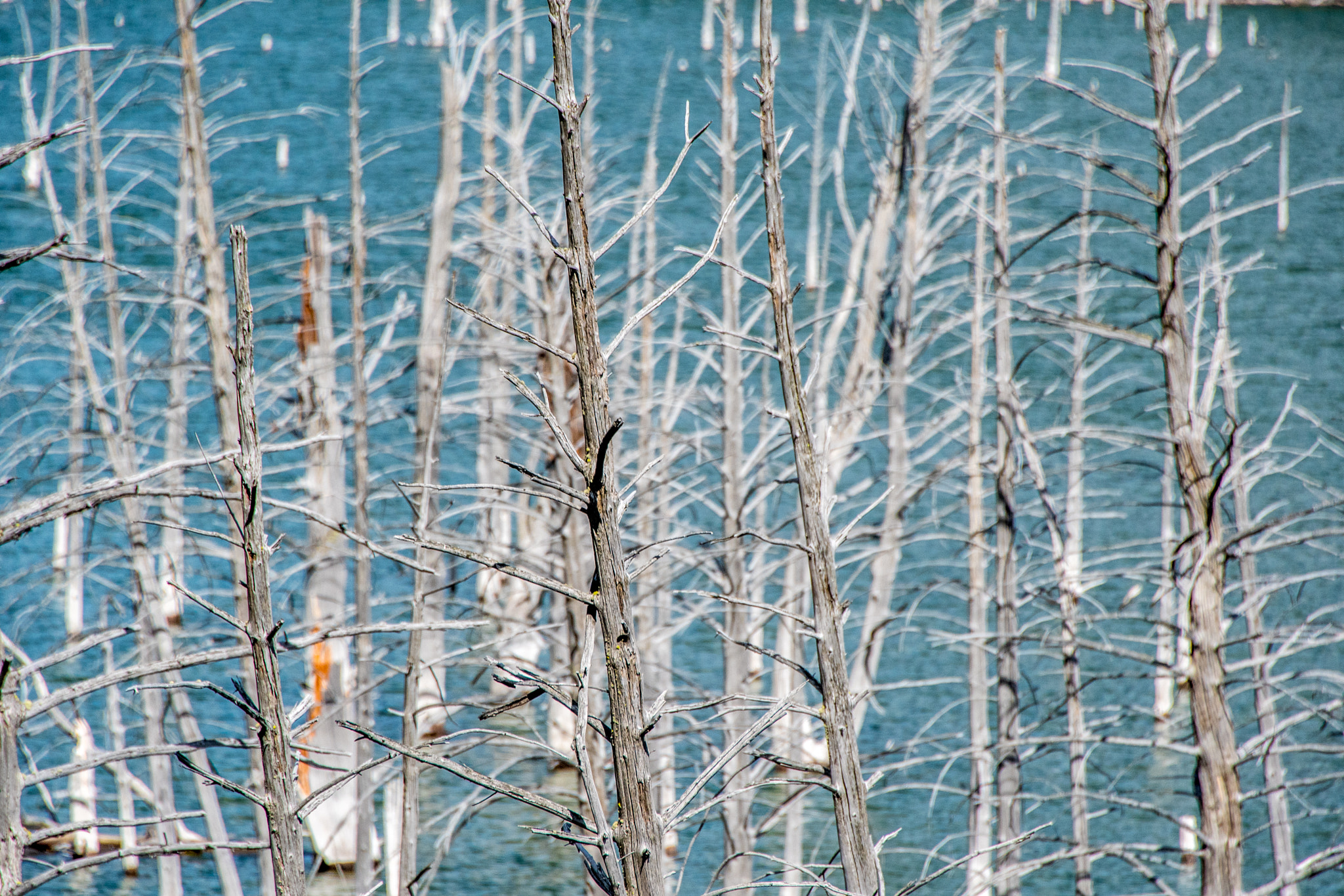 Nikon D500 sample photo. Quake lake photography
