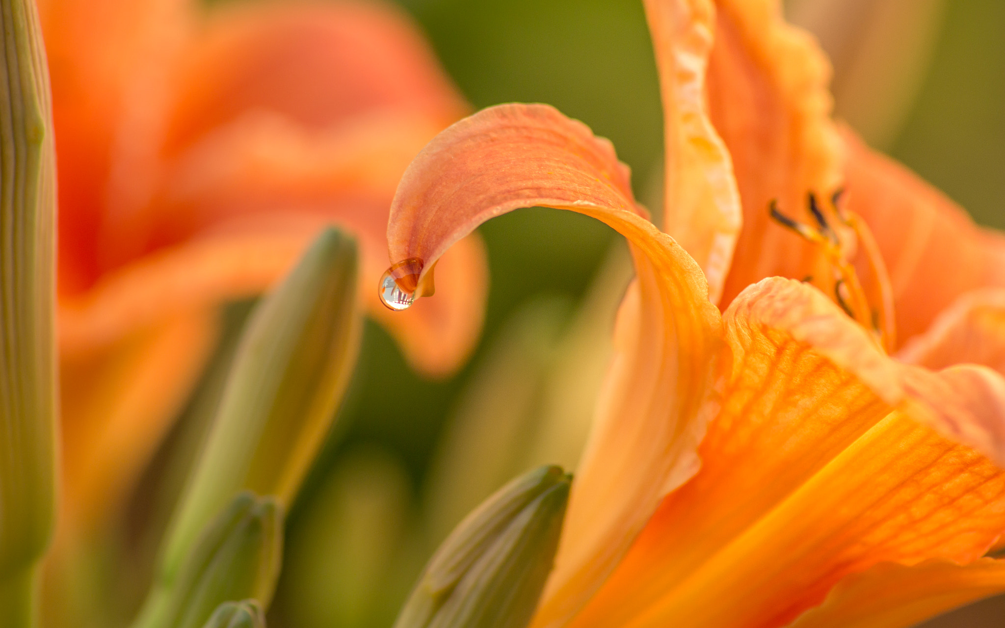 Canon EOS 650D (EOS Rebel T4i / EOS Kiss X6i) sample photo. Hemerocallis photography