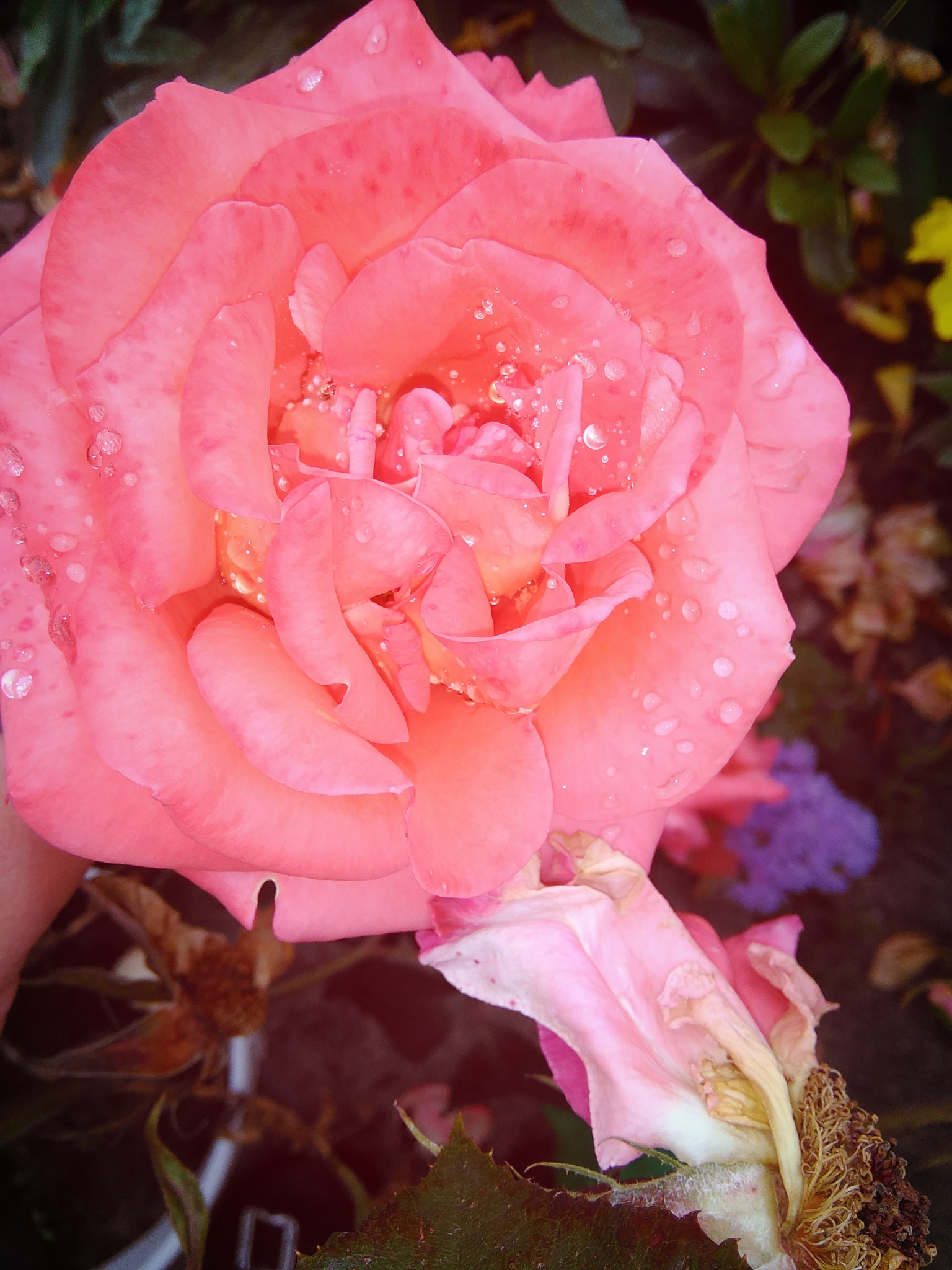 HUAWEI G620S-L01 sample photo. Rose photography