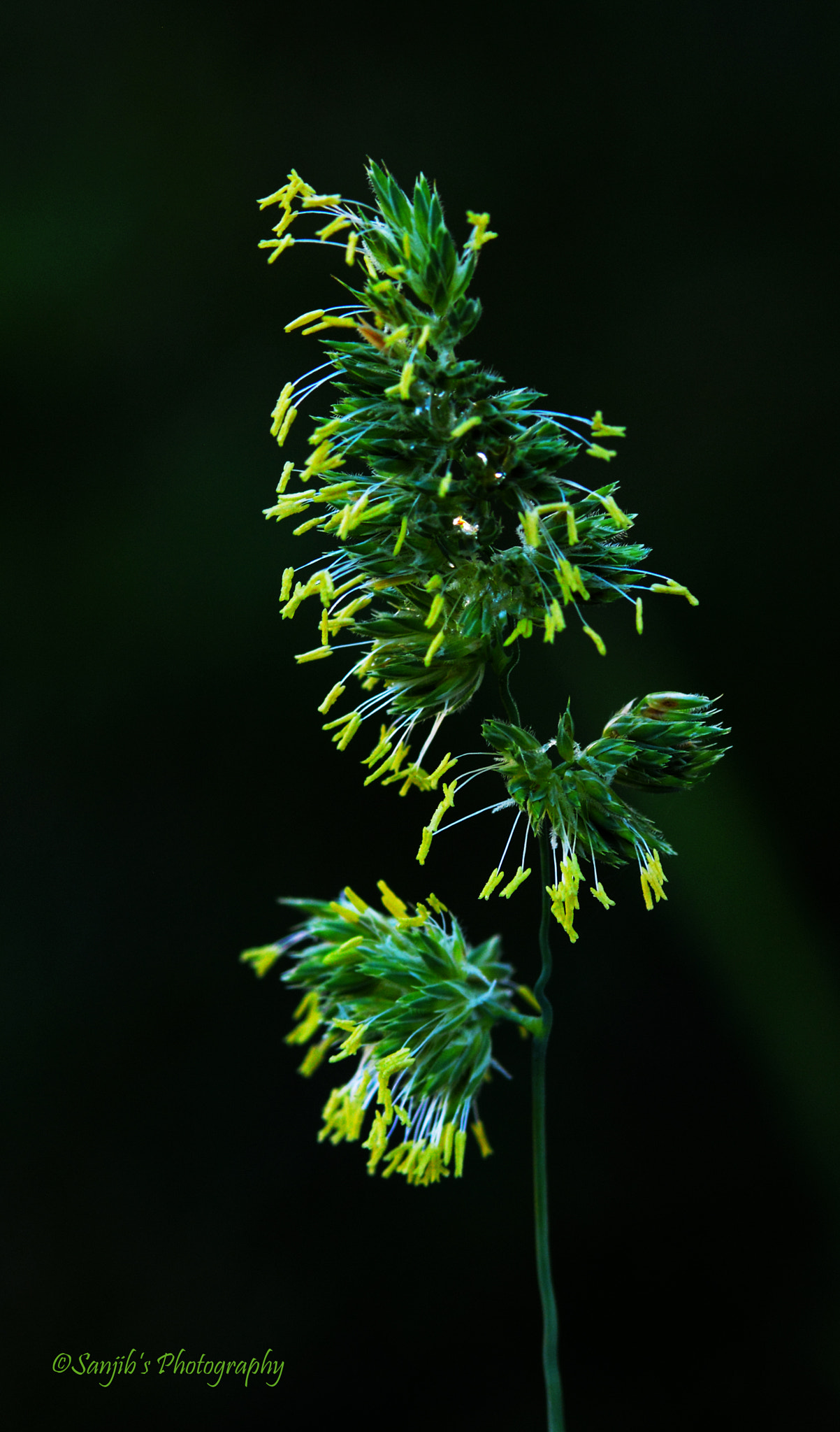 Nikon AF-S Nikkor 17-35mm F2.8D ED-IF sample photo. Fireworks photography