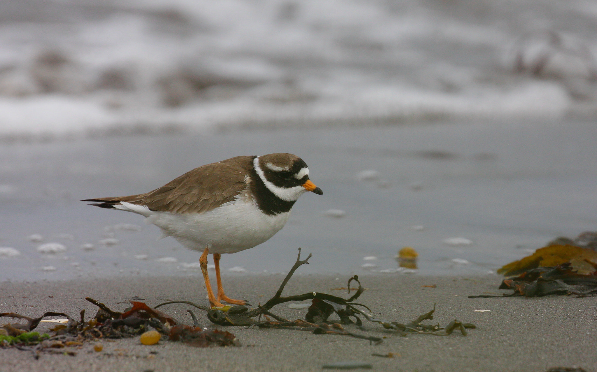 Canon EOS 50D + Canon EF 100-400mm F4.5-5.6L IS II USM sample photo. Ringed plover photography