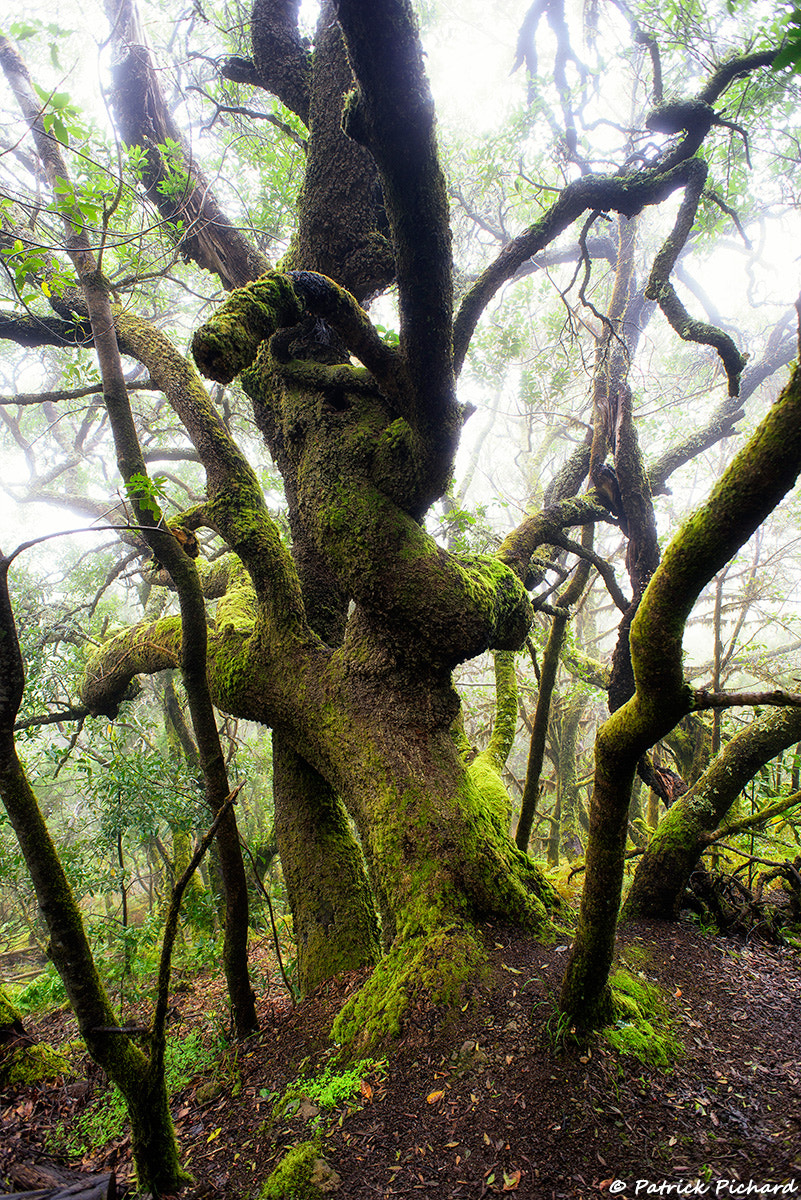 Nikon D810 + Nikon AF Nikkor 20mm F2.8D sample photo. Tropical forest in la gomera photography