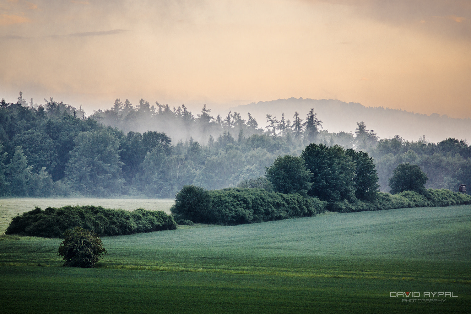 Sony SLT-A65 (SLT-A65V) + Minolta AF 135mm F2.8 sample photo. Foggy forest after the rain at dusk photography