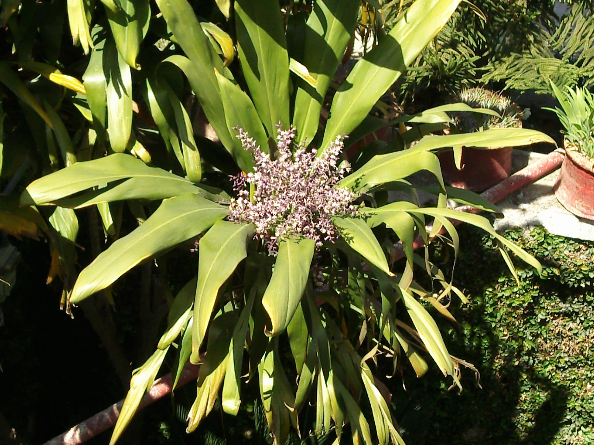 Samsung GT-S5560 sample photo. My home flower tree  photography