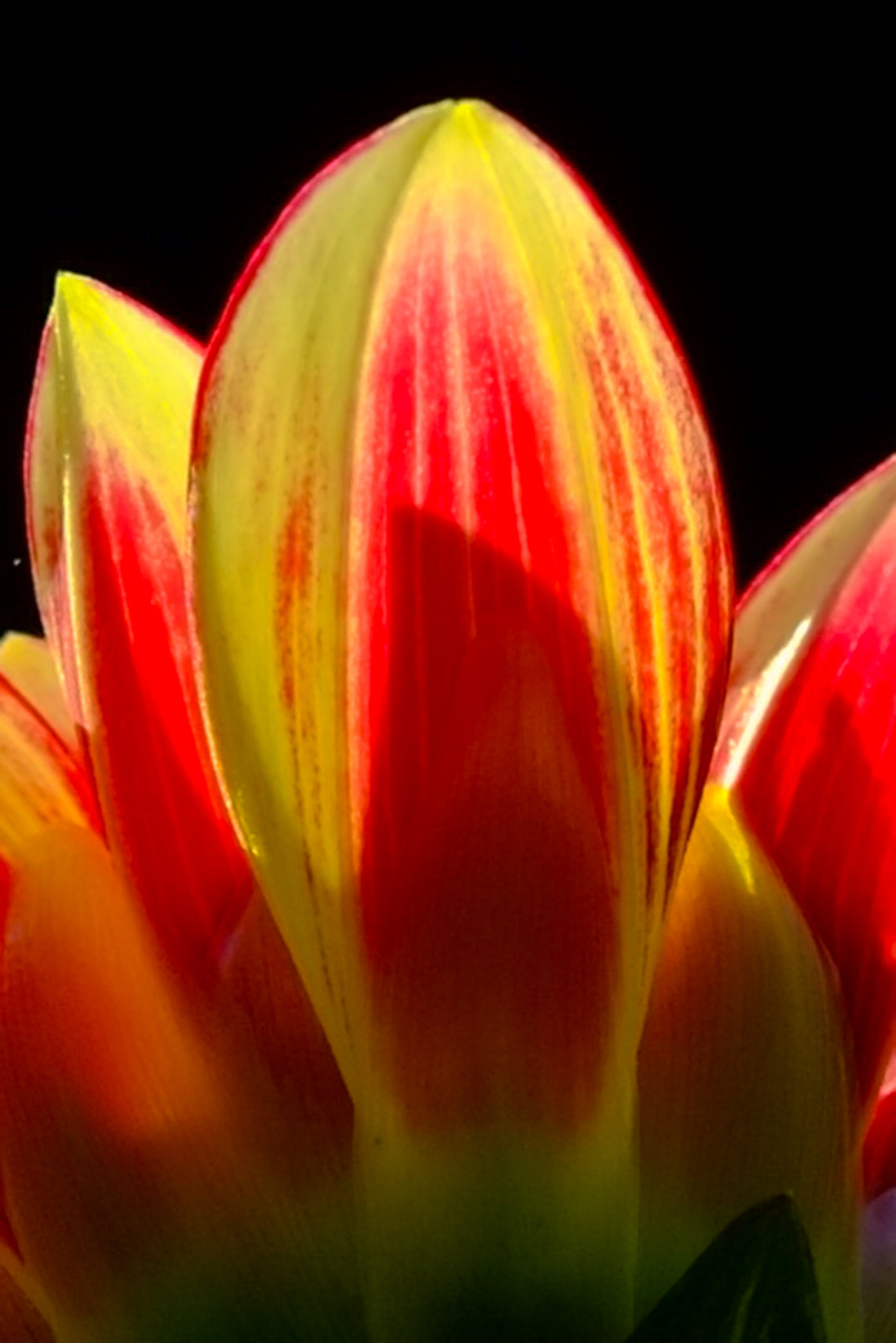 Fujifilm X-E1 + Fujifilm XF 60mm F2.4 R Macro sample photo. Dahlie - anders photography
