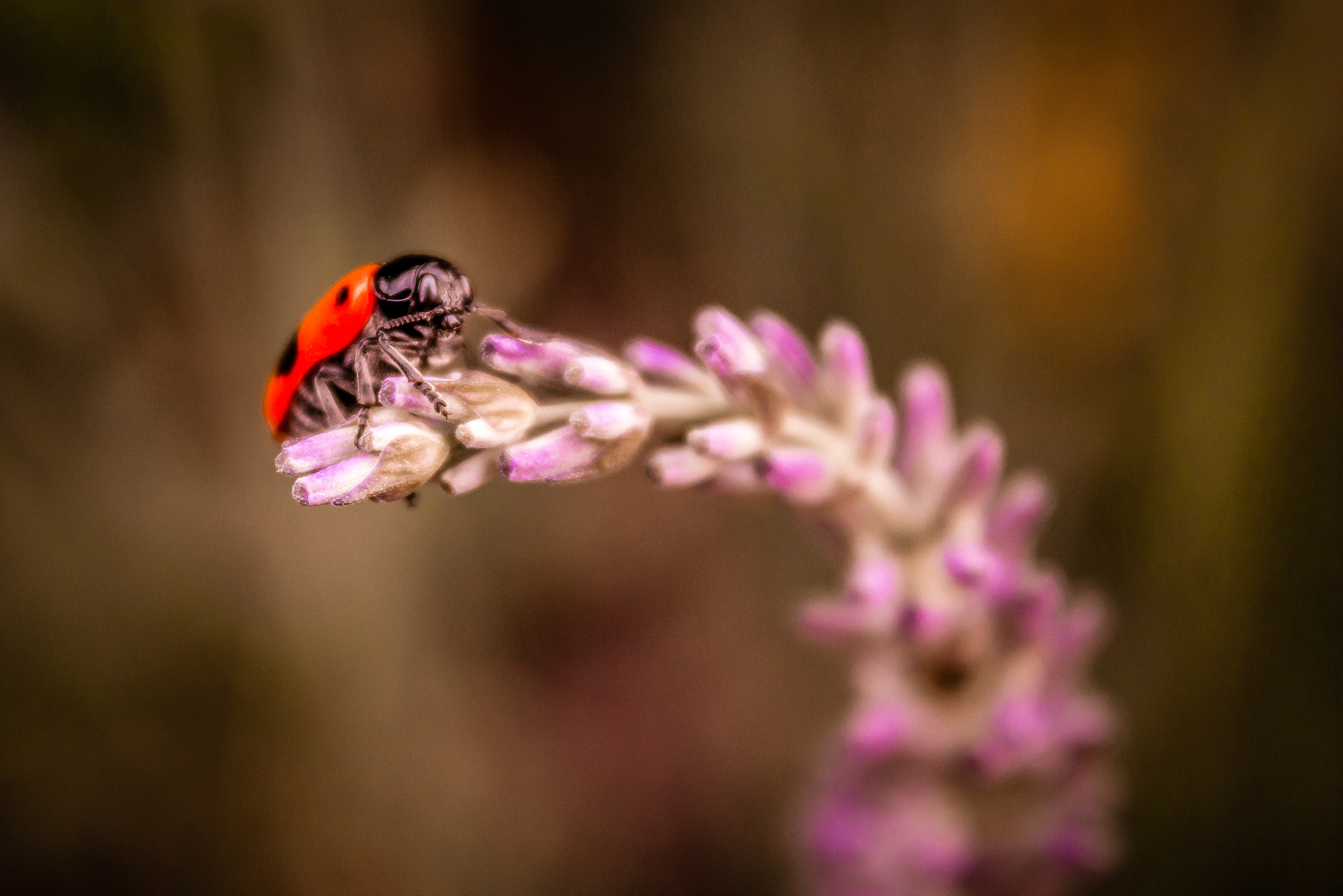 Canon EOS 650D (EOS Rebel T4i / EOS Kiss X6i) sample photo. Ladybird photography