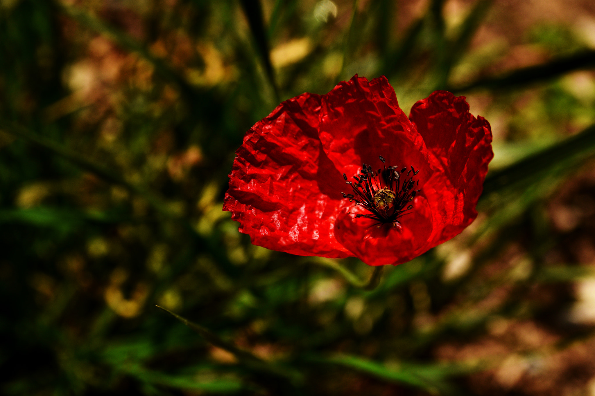 Nikon D7200 + AF Nikkor 50mm f/1.4 sample photo. Poppy photography