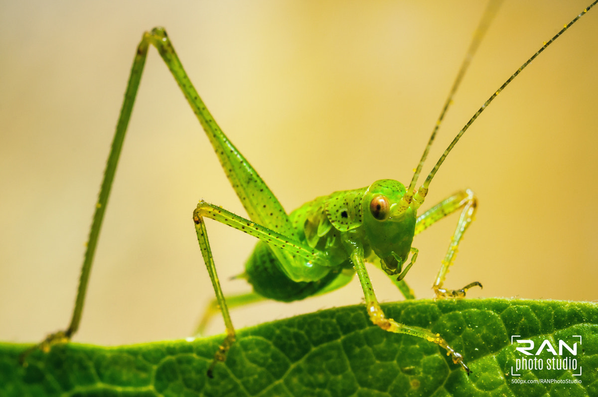Nikon AF-S Micro-Nikkor 60mm F2.8G ED sample photo. Bush cricket photography
