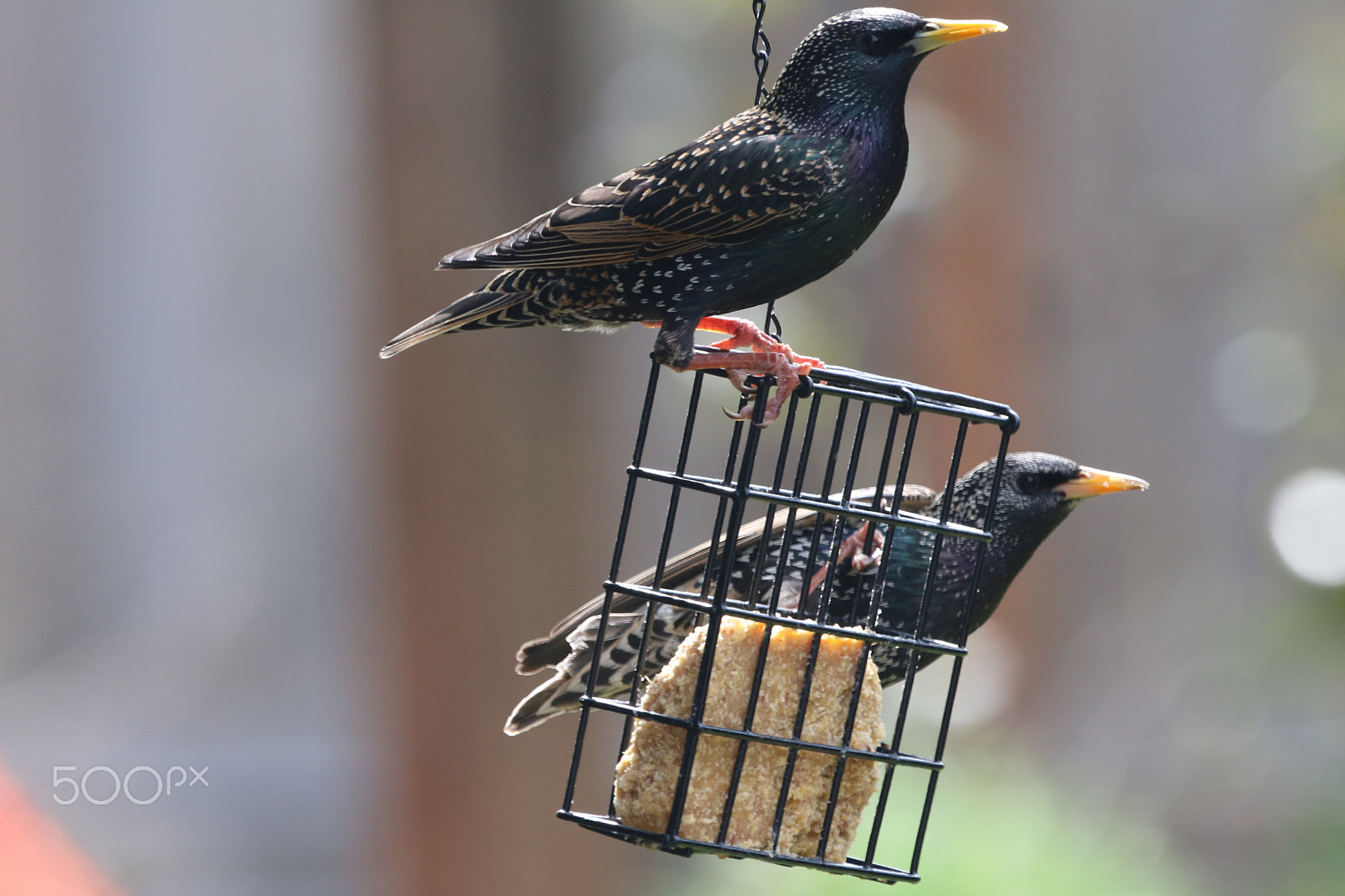 Canon EOS 760D (EOS Rebel T6s / EOS 8000D) + Canon EF 100-400mm F4.5-5.6L IS USM sample photo. Starlings photography