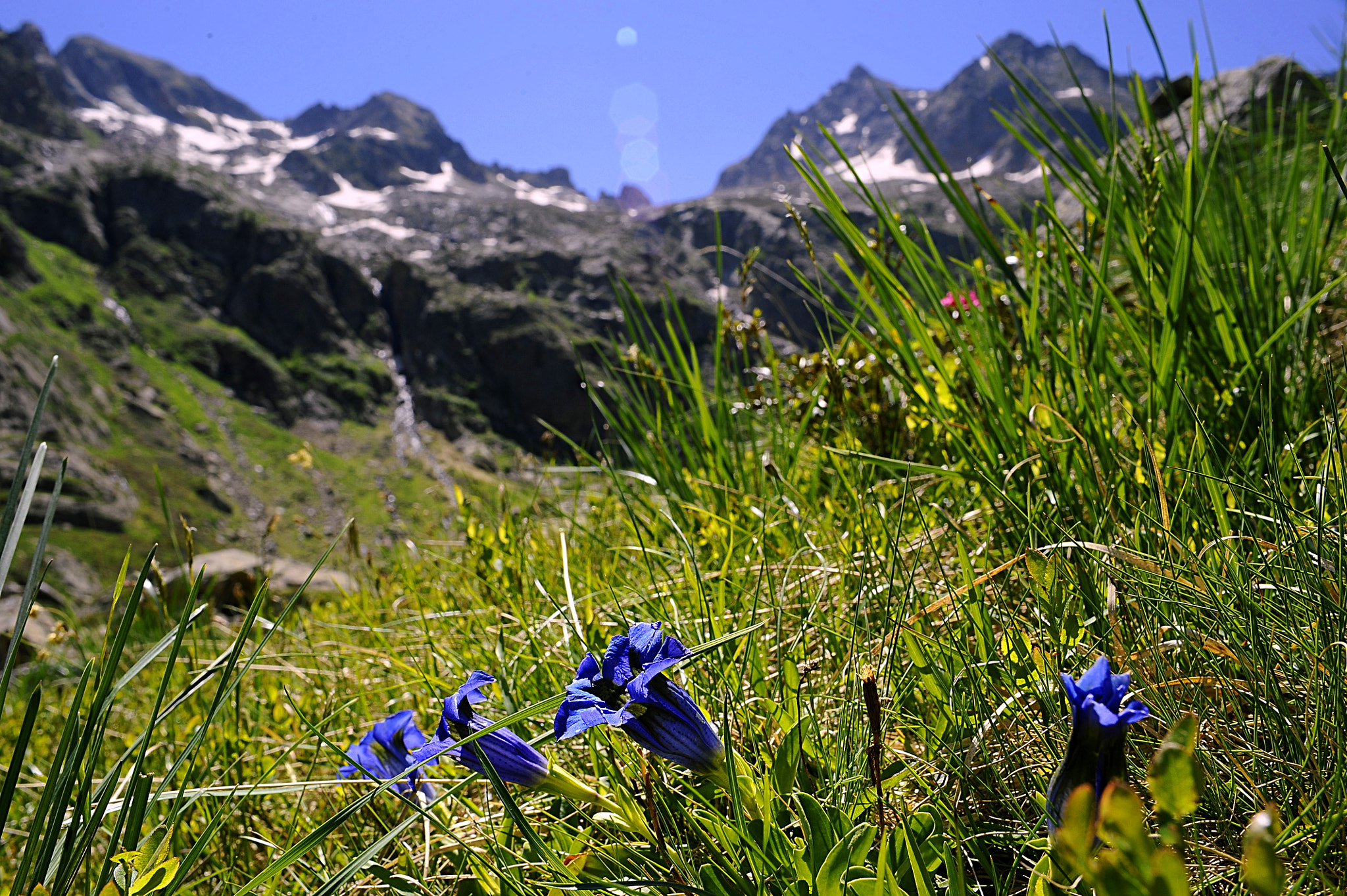 Nikon D700 + Manual Lens No CPU sample photo. The blu of gentians photography