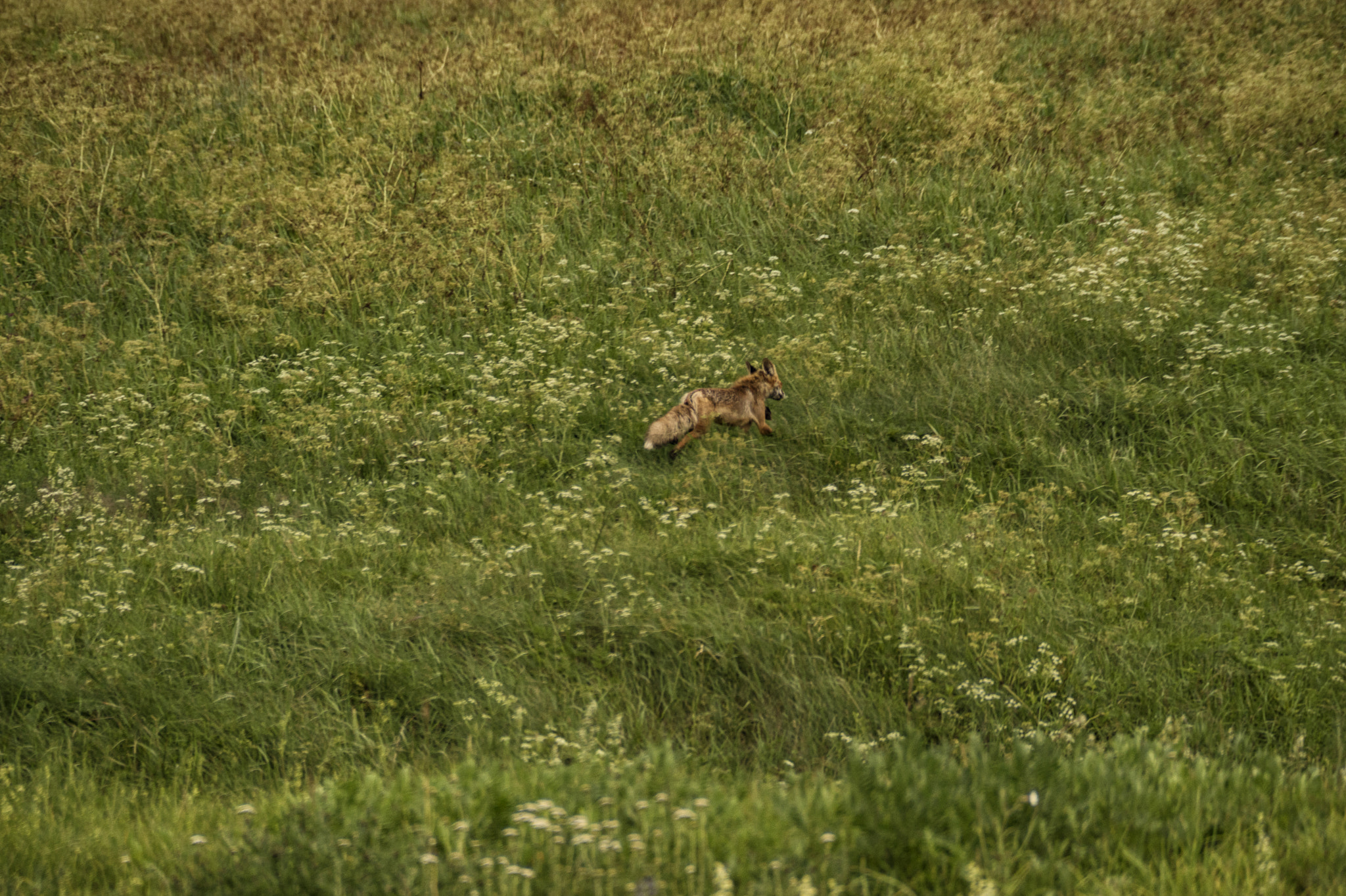 Sony ILCA-77M2 + Sony DT 18-200mm F3.5-6.3 sample photo. Little fox running away photography