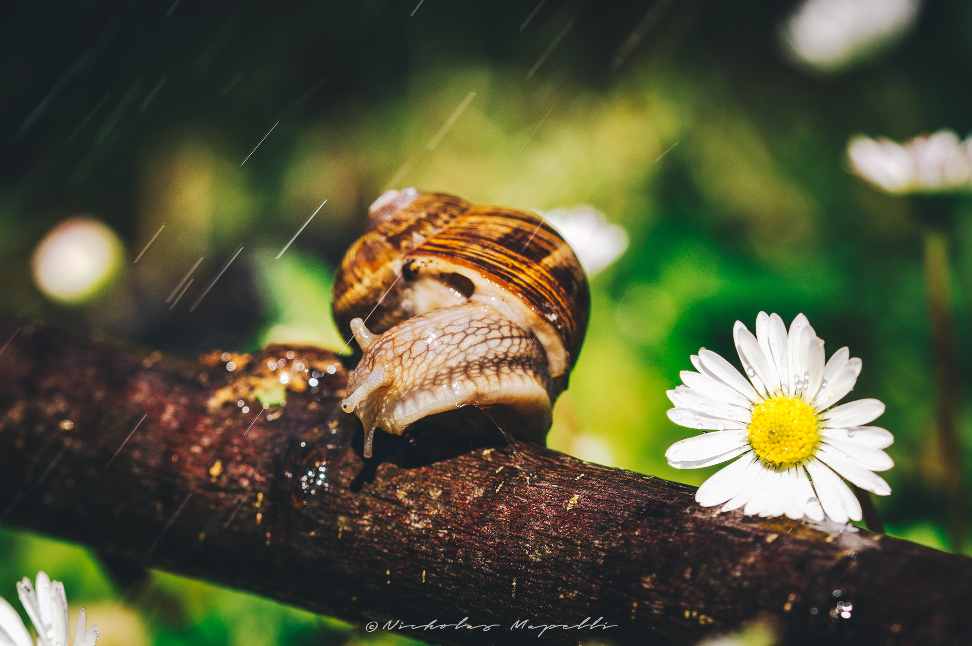 Sony SLT-A55 (SLT-A55V) + 105mm F2.8 sample photo. Snail photography