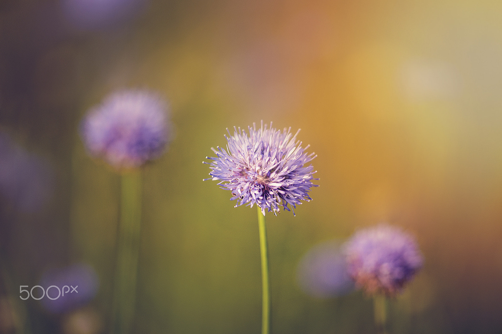 Sigma 105mm F2.8 EX DG OS HSM sample photo. Wild beauty photography
