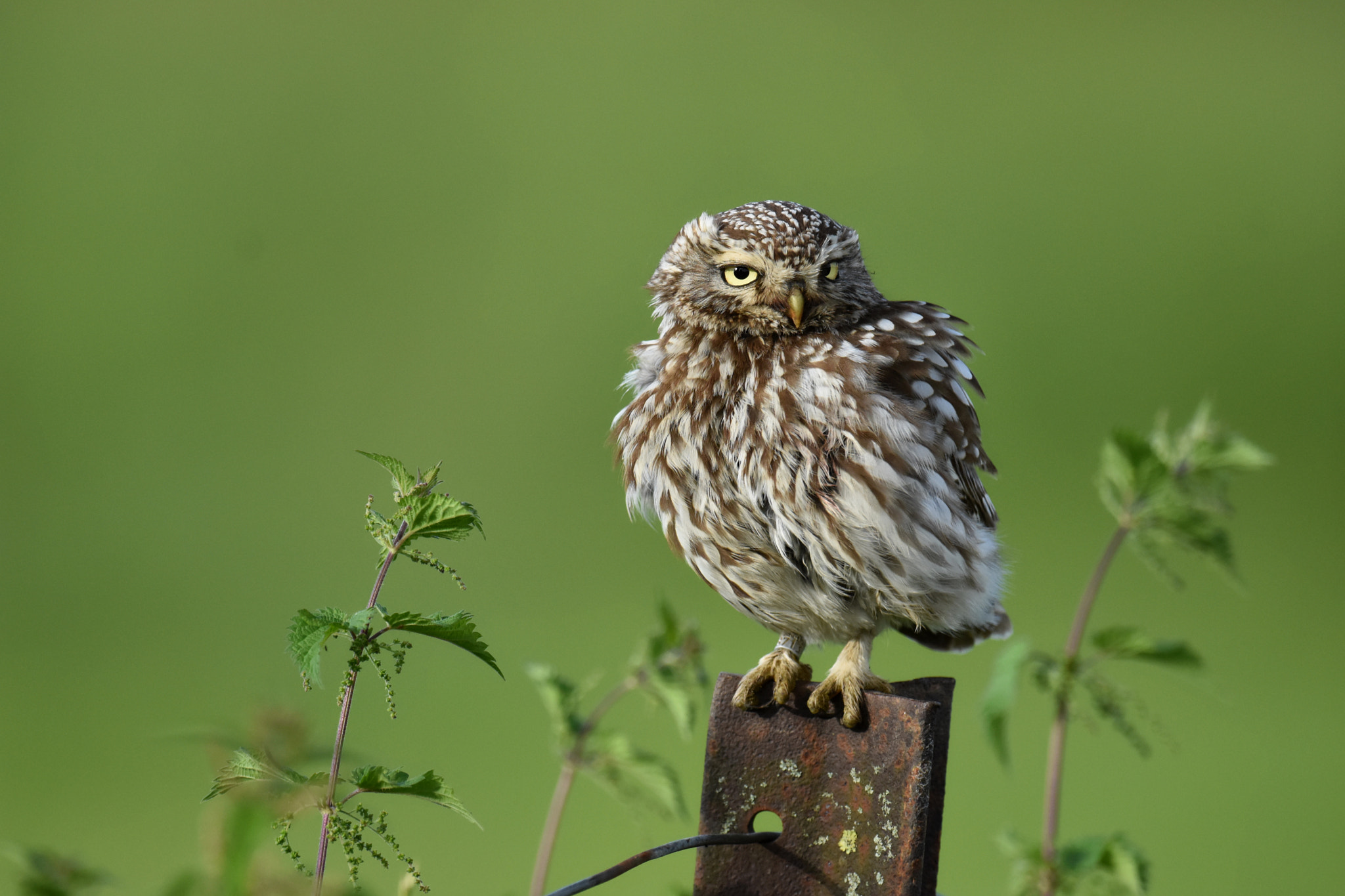 Nikon D7200 + Nikon AF-S Nikkor 600mm F4G ED VR sample photo. Little owl photography