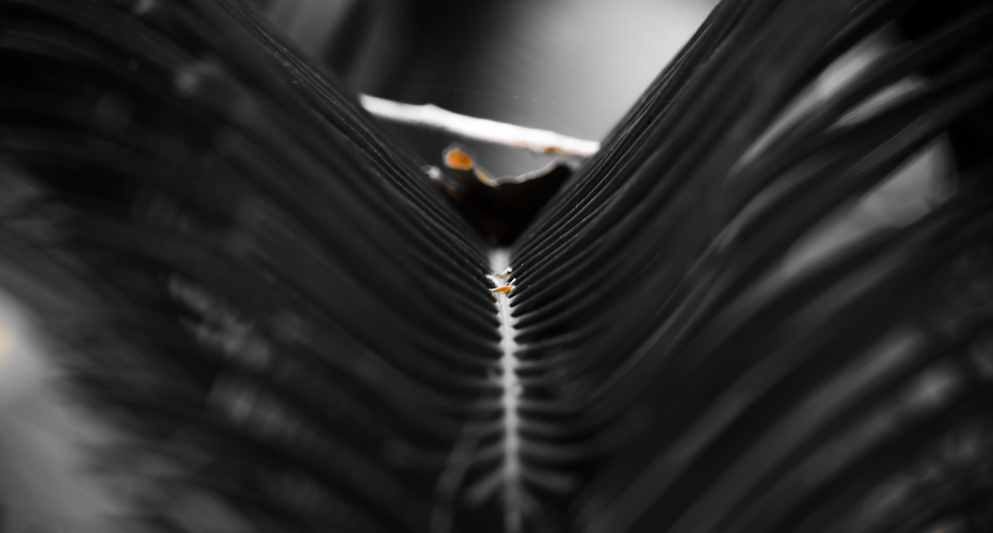 Canon EOS 5DS R sample photo. Pathway photography